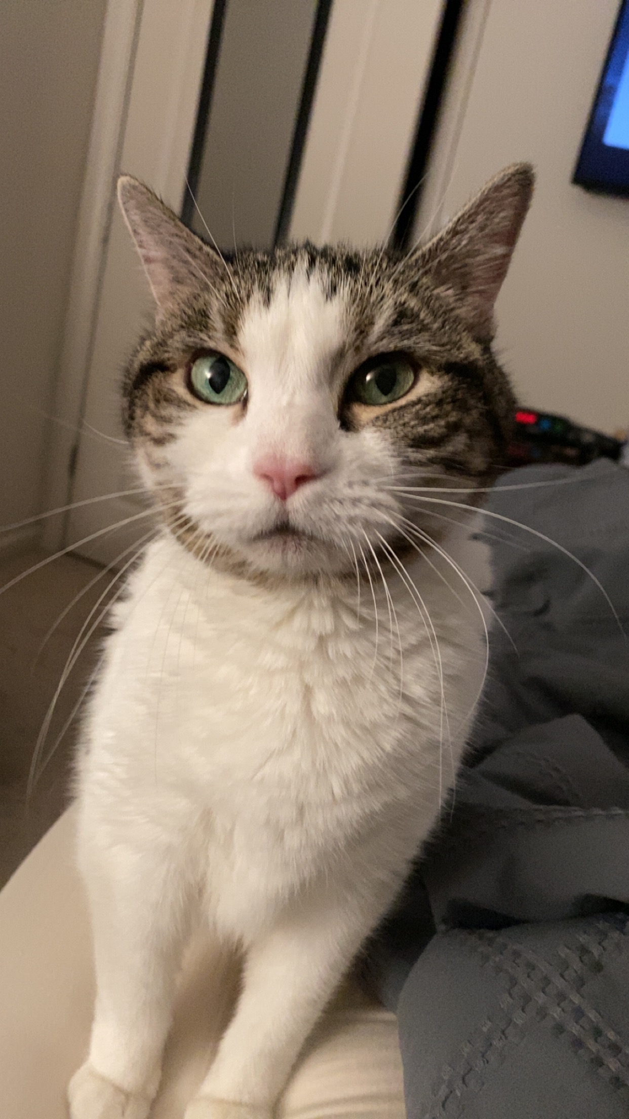 Help Owen's Cat Milk Dud Recover campaign photo, 5 of 5