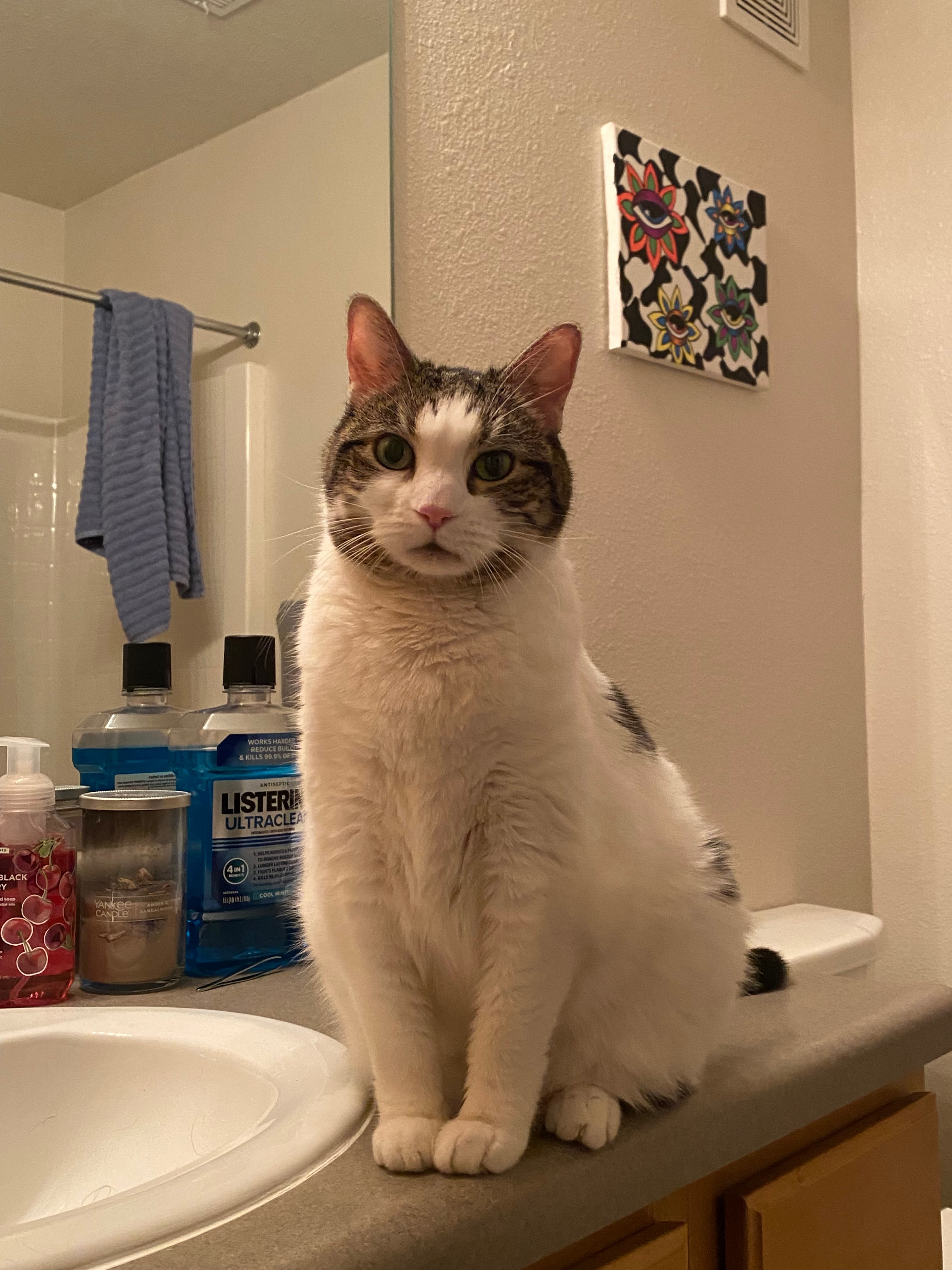 Help Owen's Cat Milk Dud Recover campaign photo, 4 of 5