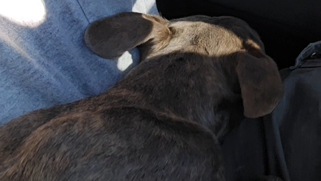 Help Phillip Care for Rescued Dog Izzy & family photo