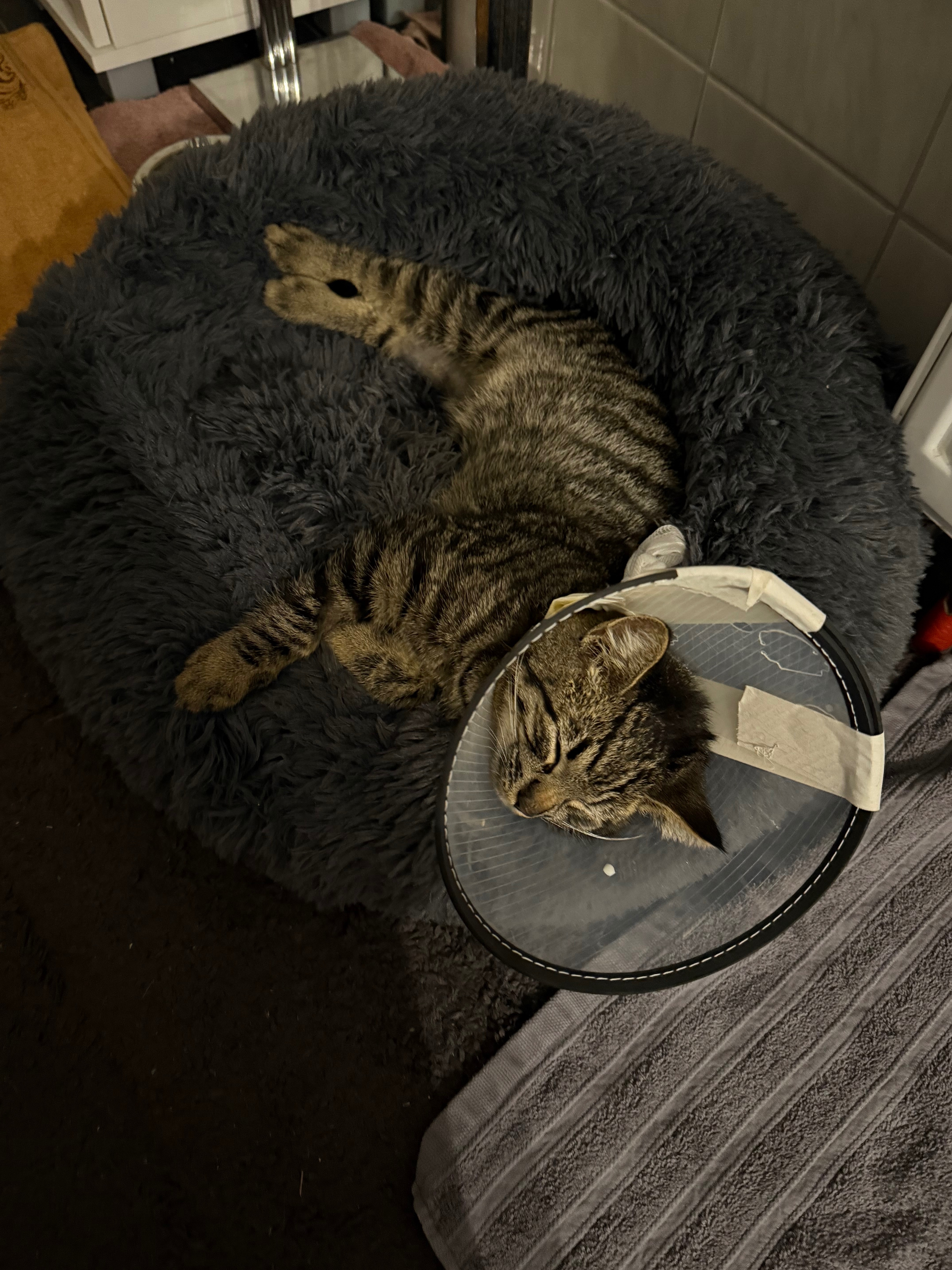 Hilfe für unseren kleinen Mogli campaign photo, 2 of 8