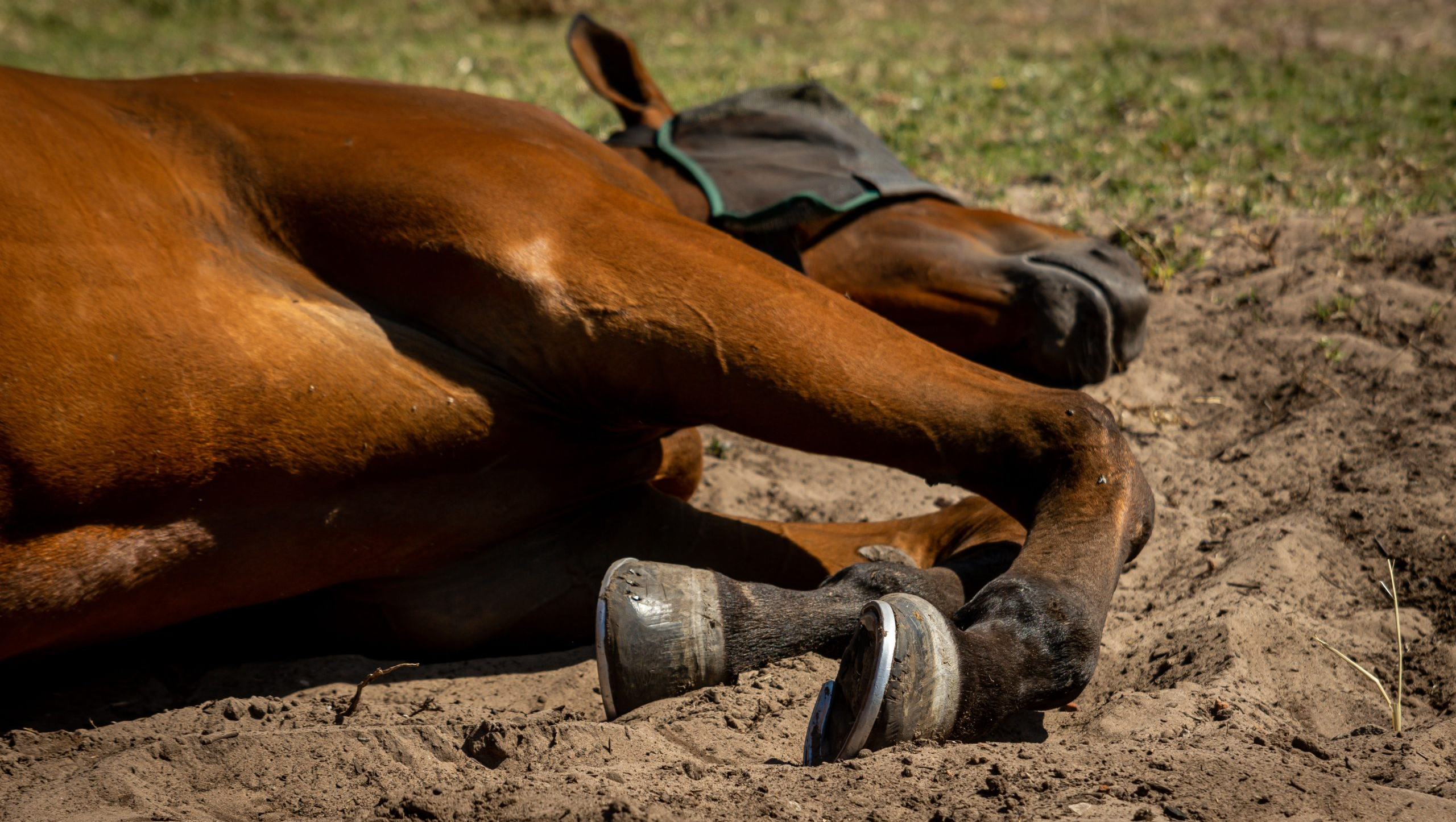 Help Save Cheyenne: Our Family Horse in Crisis pinned link photo