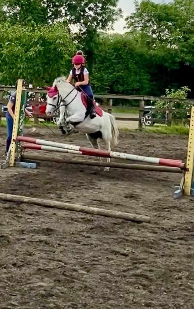 Replacement Jumps for our Riding School campaign photo, 5 of 8