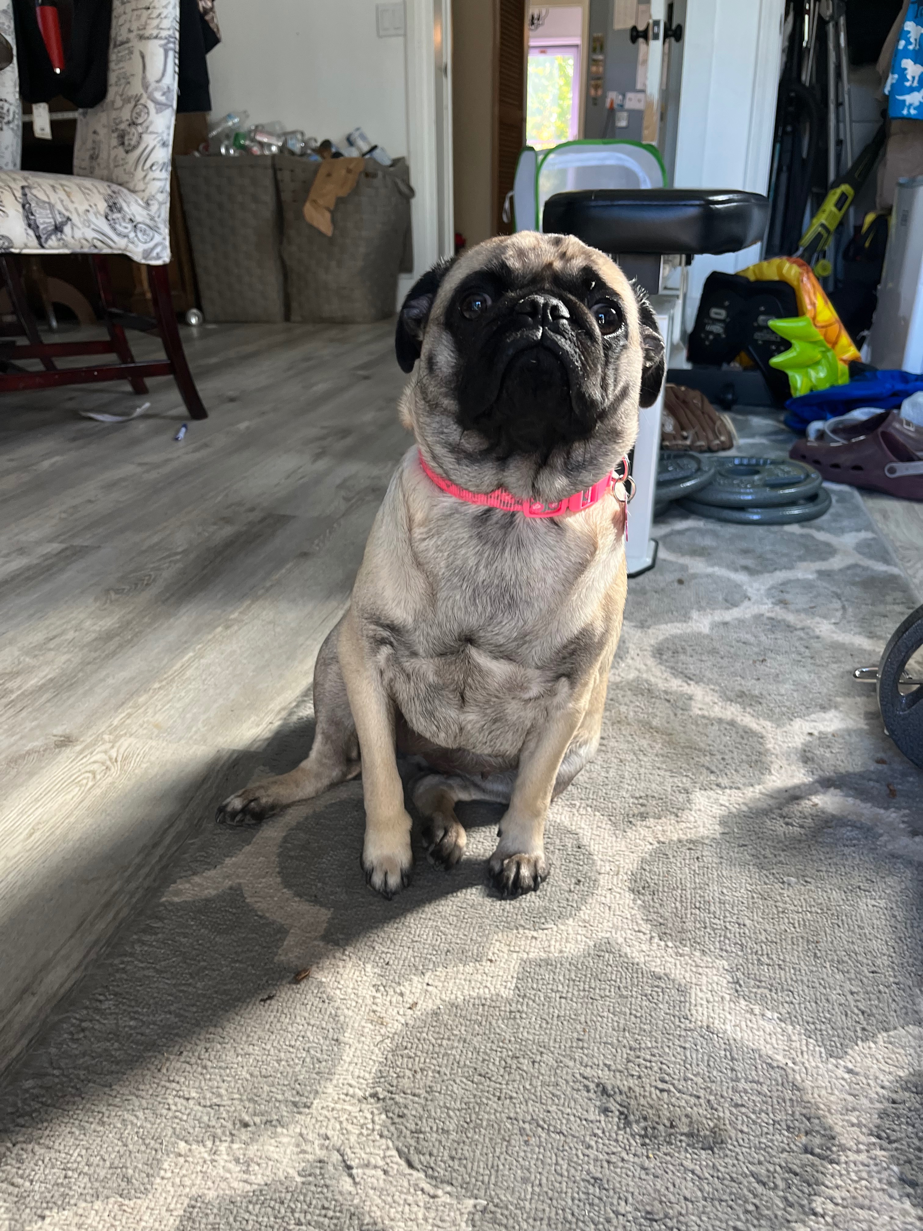 Please help Bella- surgery needed to use her leg again campaign photo, 7 of 8