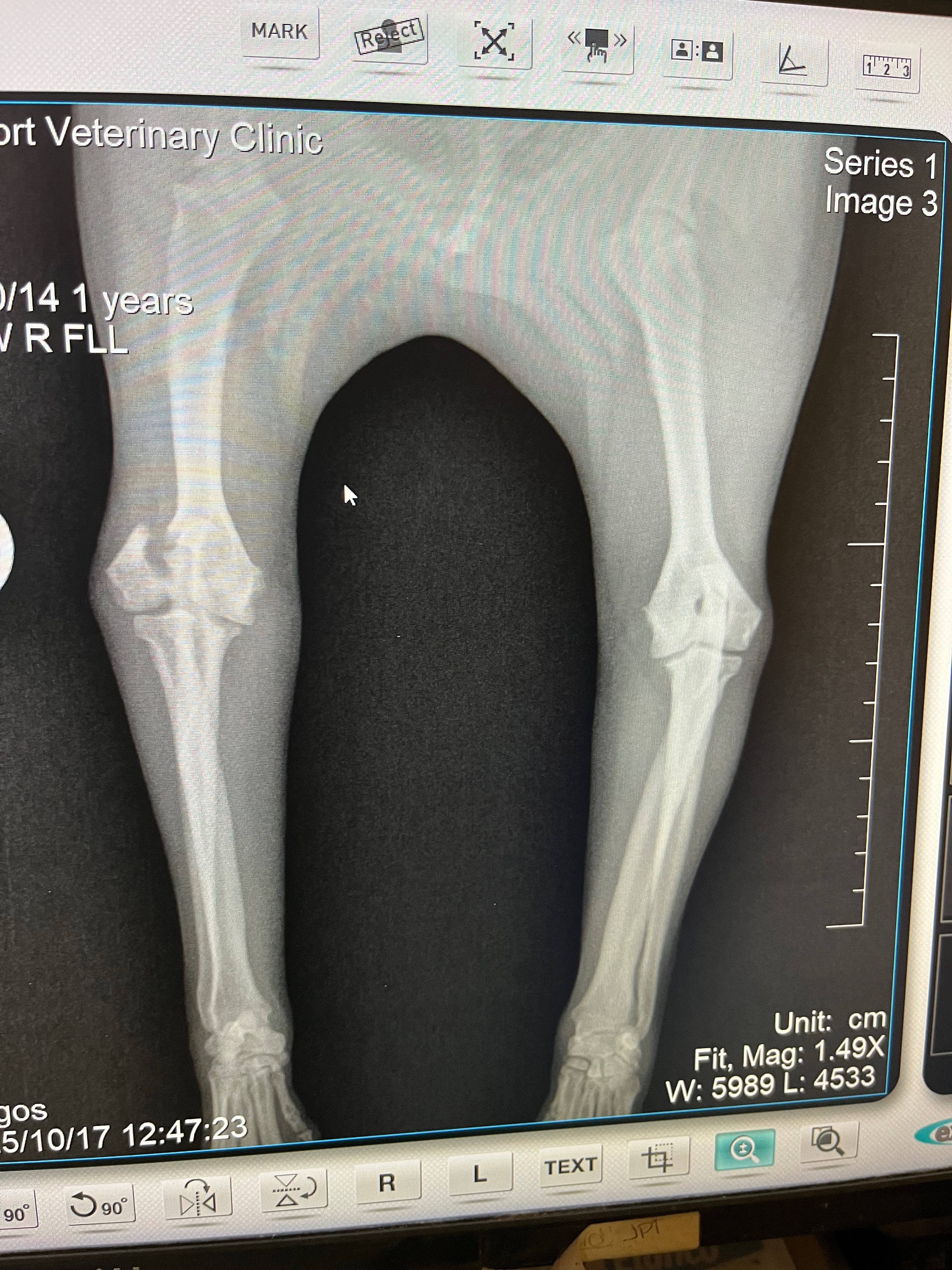 Please help Bella- surgery needed to use her leg again campaign photo, 4 of 8