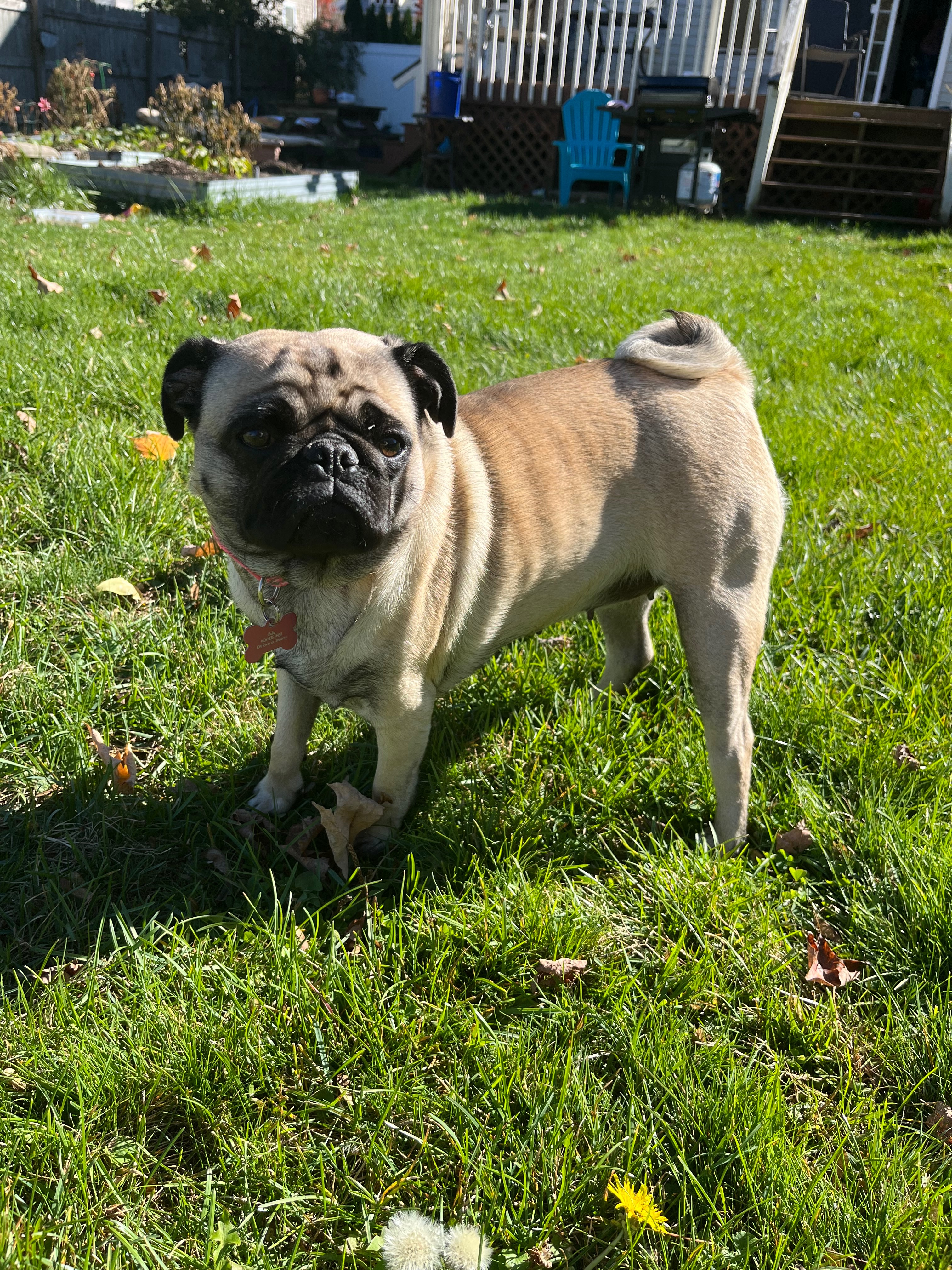 Please help Bella- surgery needed to use her leg again campaign photo, 6 of 8