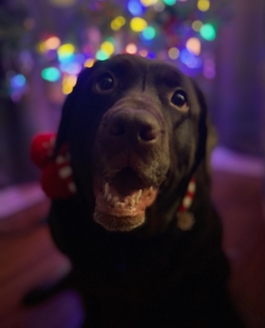 Clementine's emergency surgery campaign photo, 4 of 5