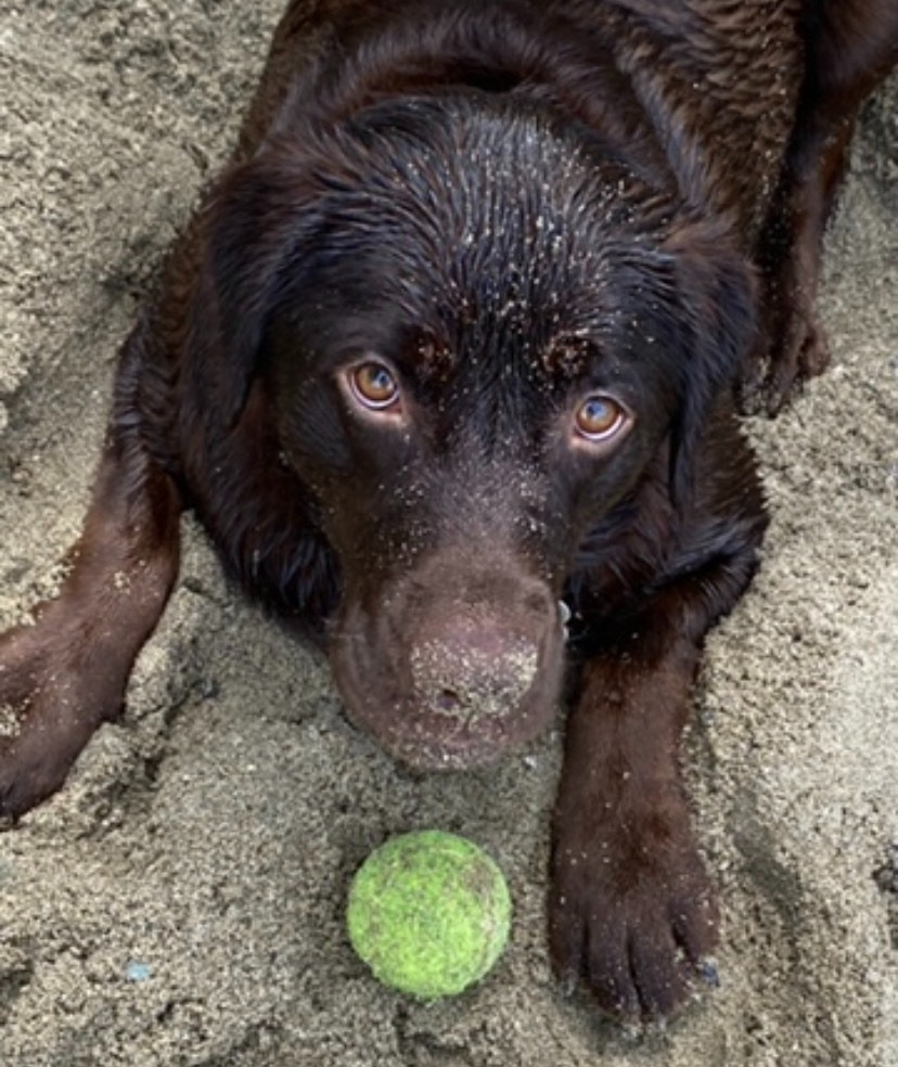 Clementine's emergency surgery campaign photo, 2 of 5