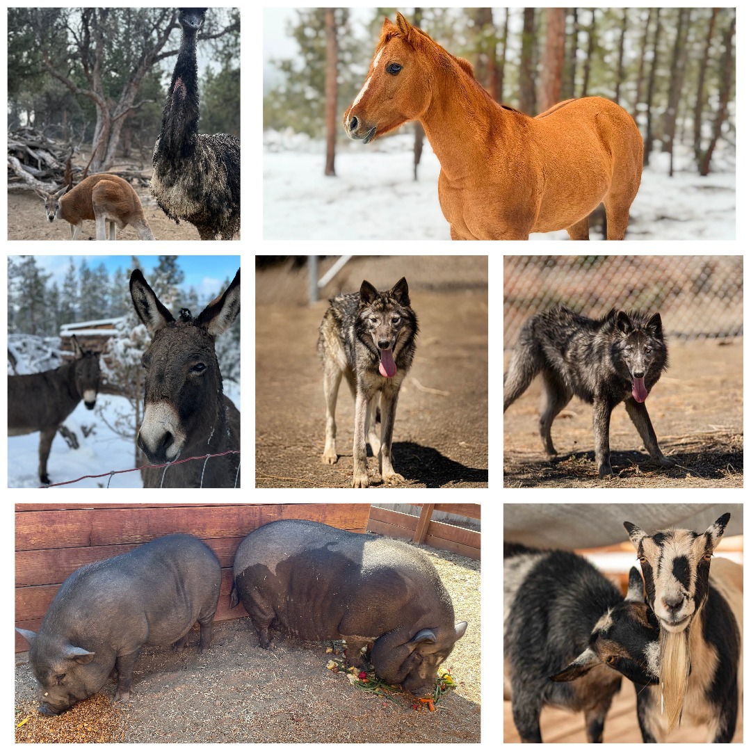 User-uploaded image 1