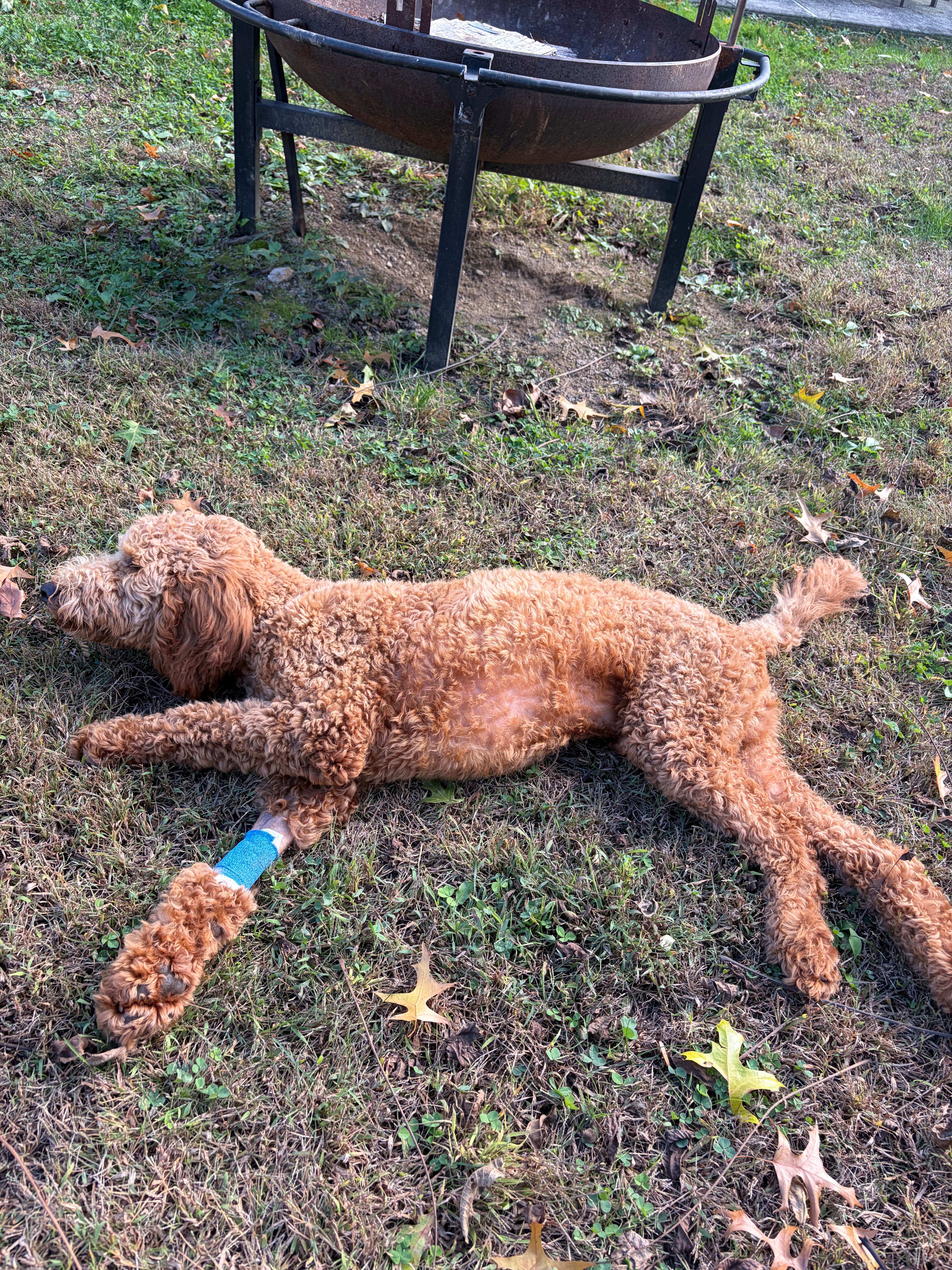 Help me save my 6 month old puppy campaign photo, 5 of 6