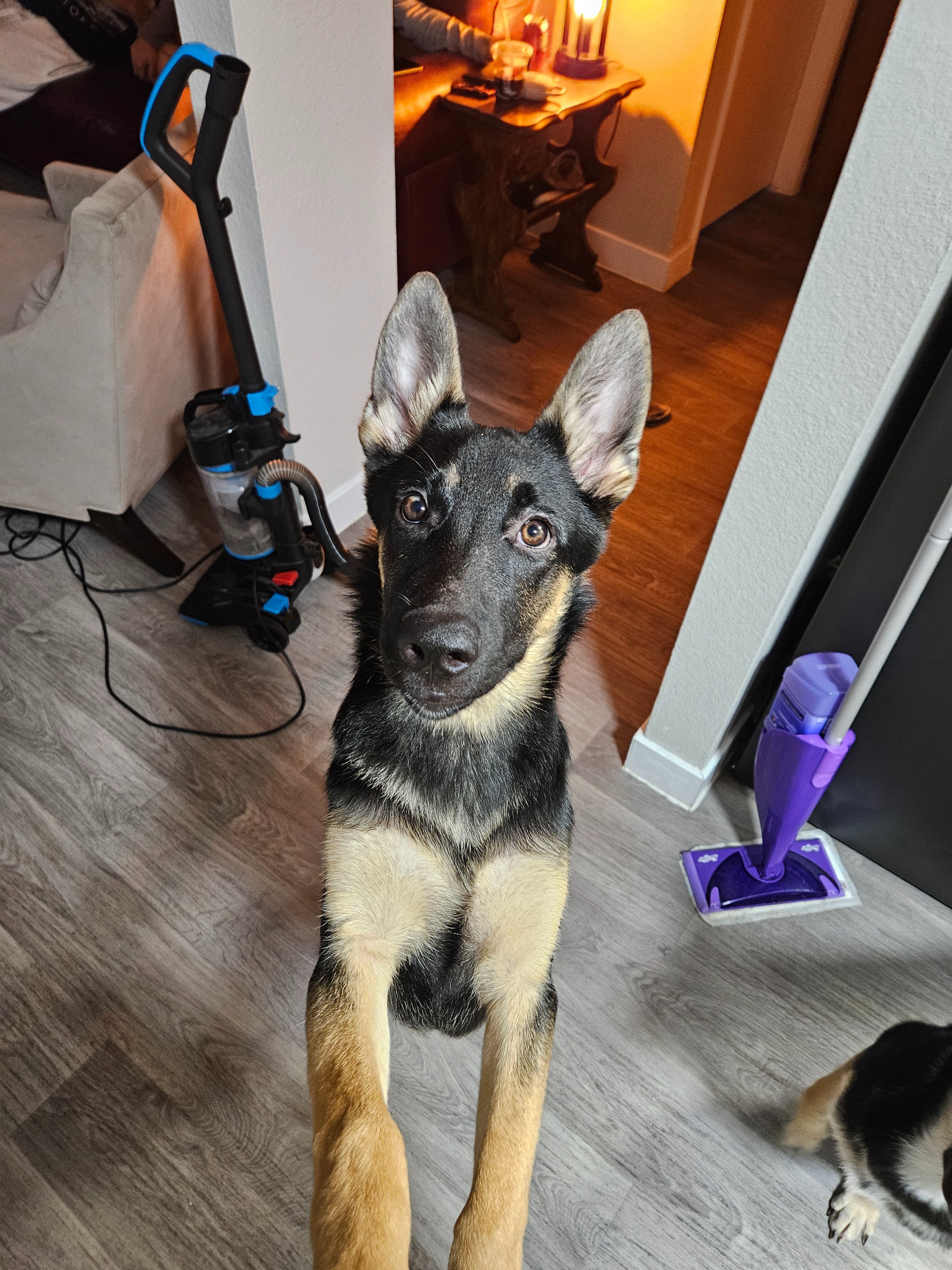 Donate to Save Subie's Paw campaign photo, 4 of 5