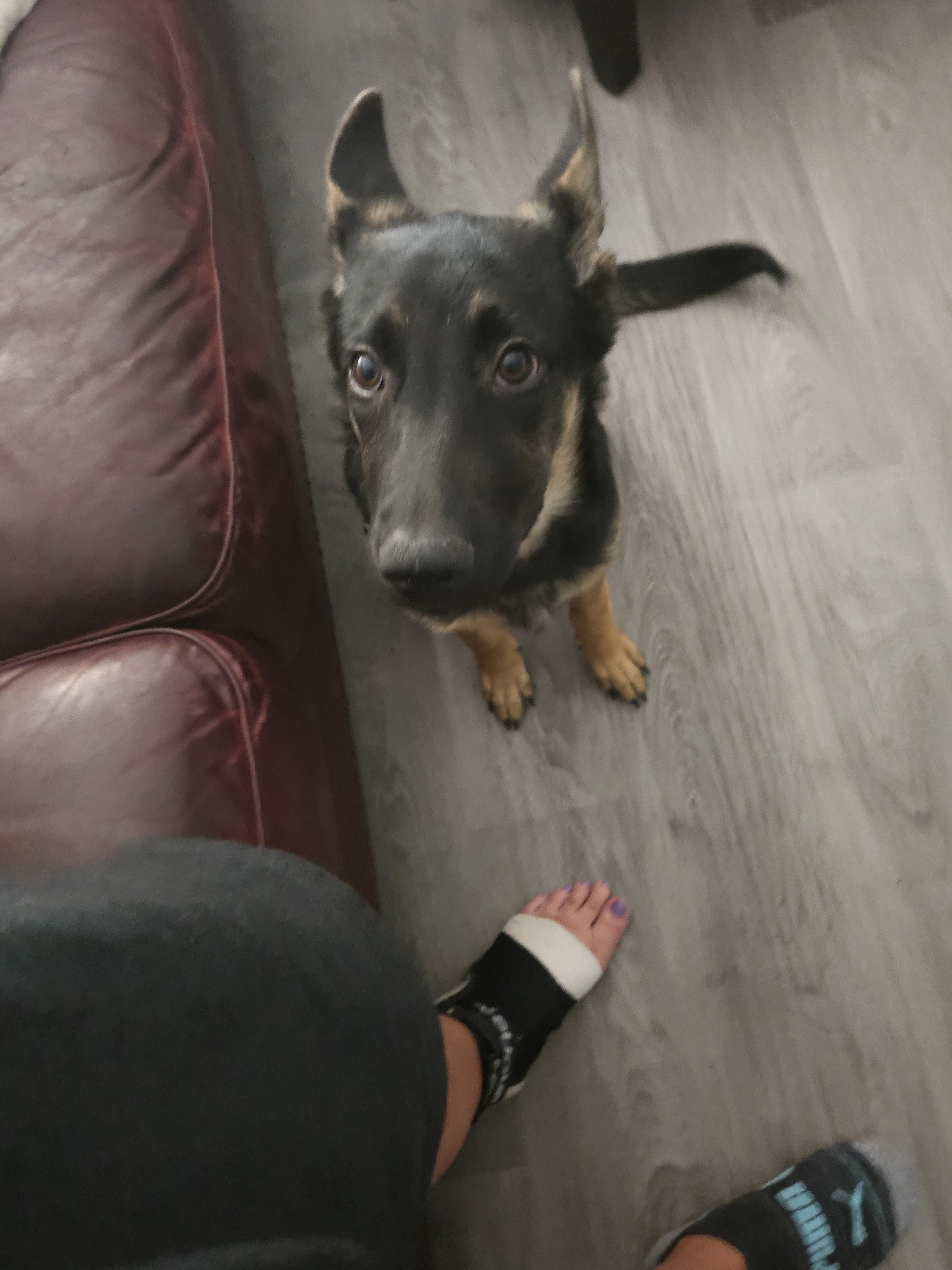Donate to Save Subie's Paw campaign photo, 2 of 5