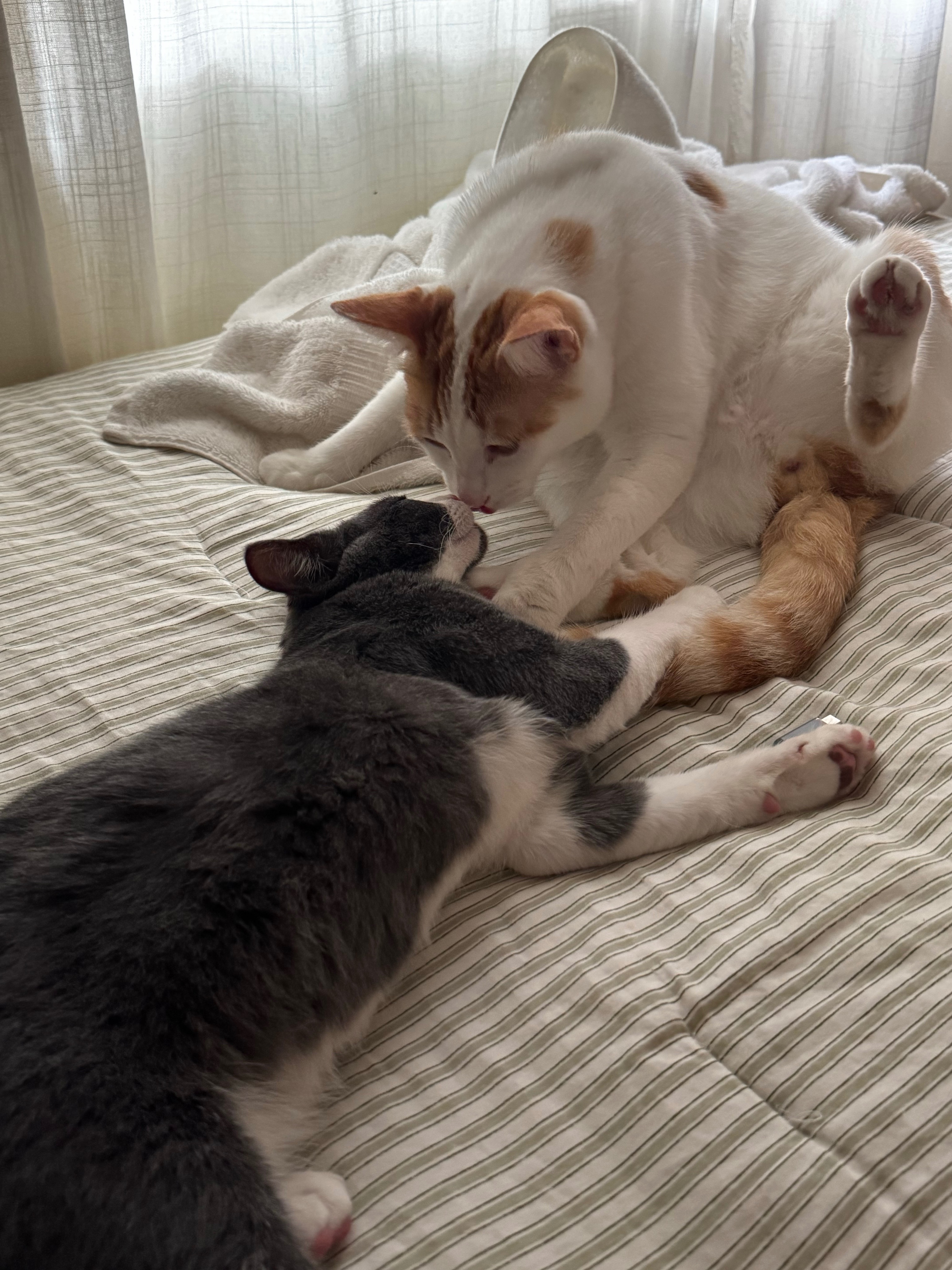 Help Winston: Cat Medical Expenses Fund campaign photo, 6 of 7