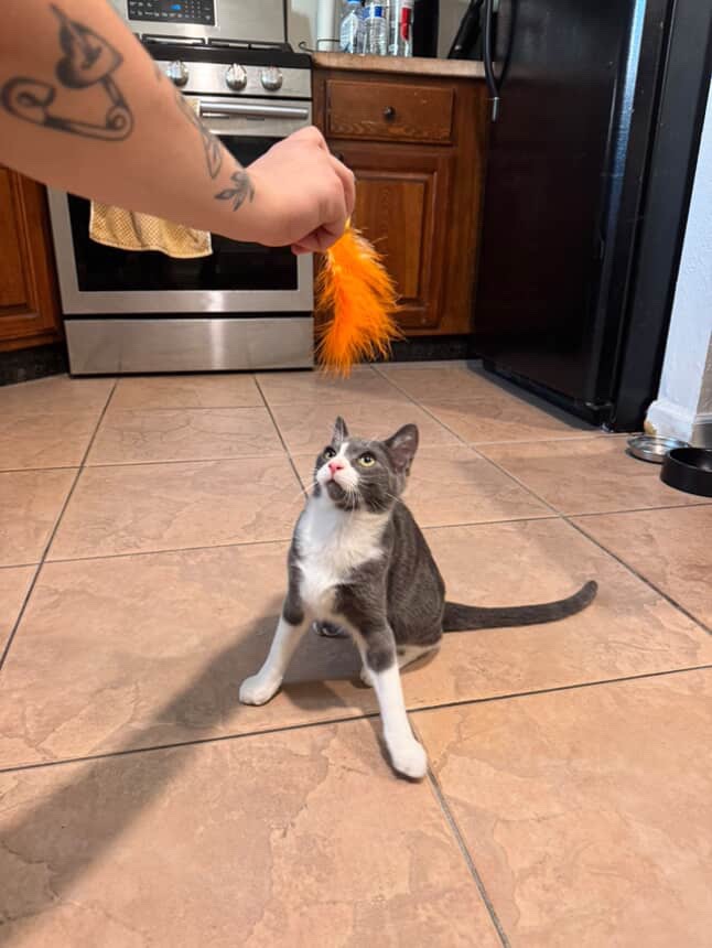 Help Winston: Cat Medical Expenses Fund campaign photo, 2 of 7