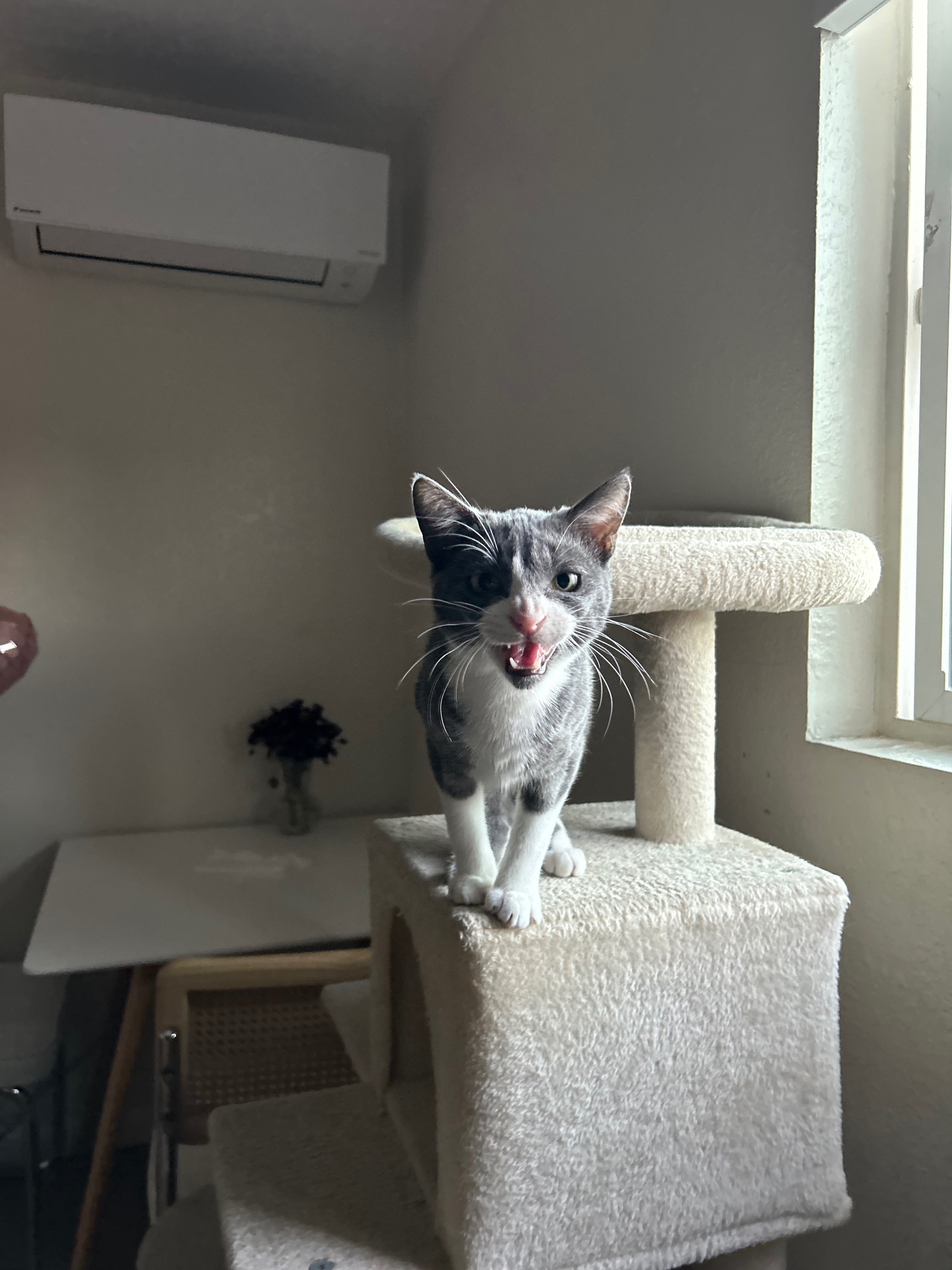 Help Winston: Cat Medical Expenses Fund campaign photo, 4 of 7