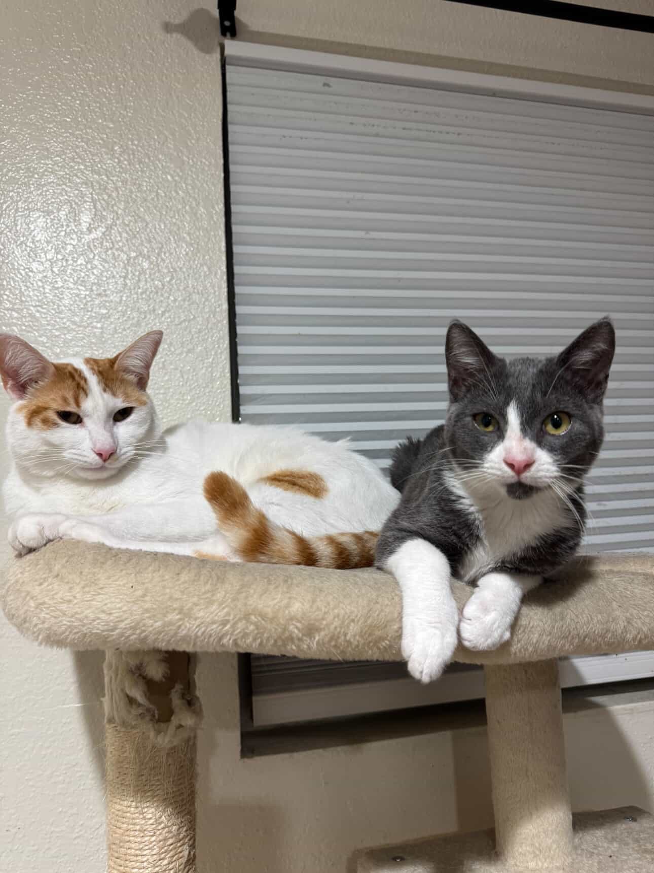 Help Winston: Cat Medical Expenses Fund campaign photo, 5 of 7