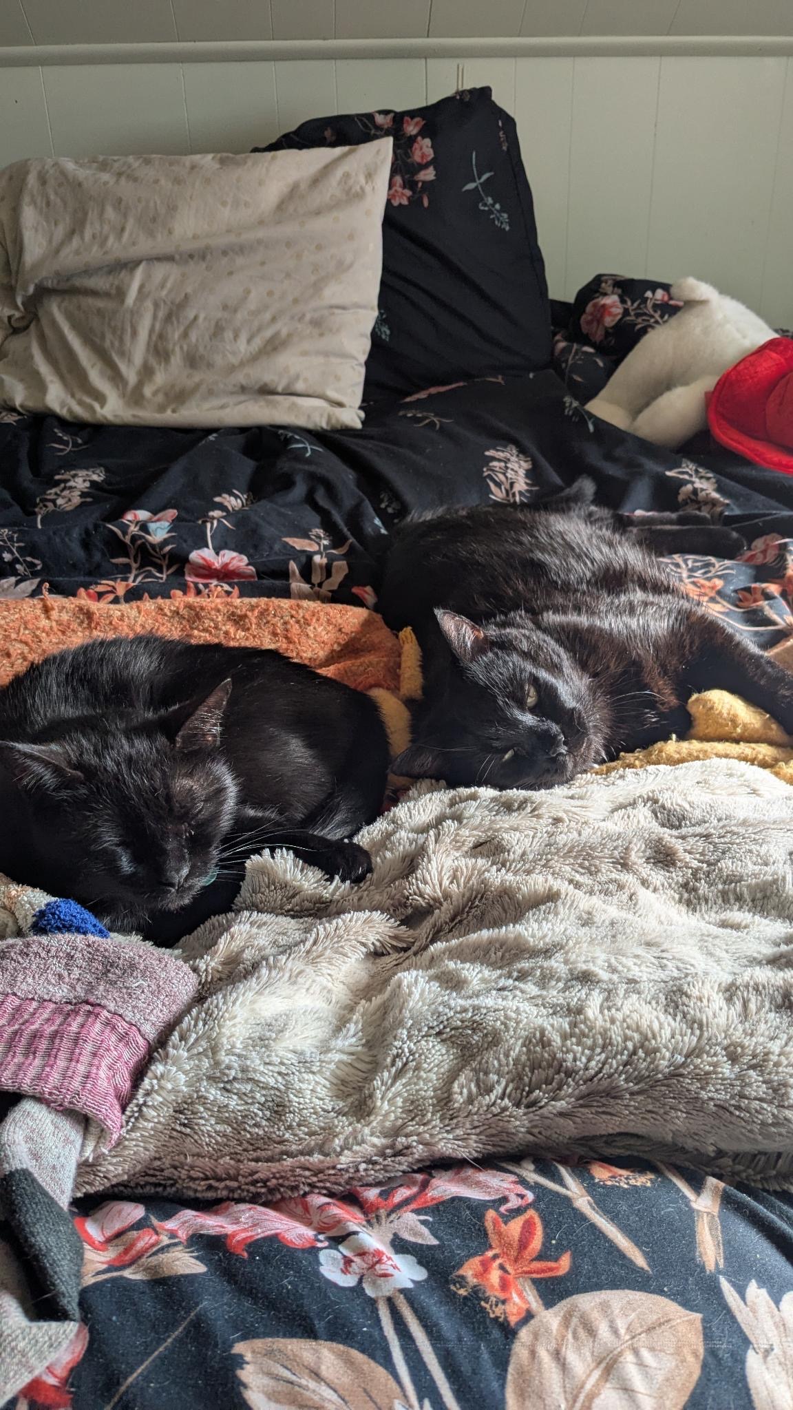 Emotional Support Kitty Needs Surgery! campaign photo, 6 of 7