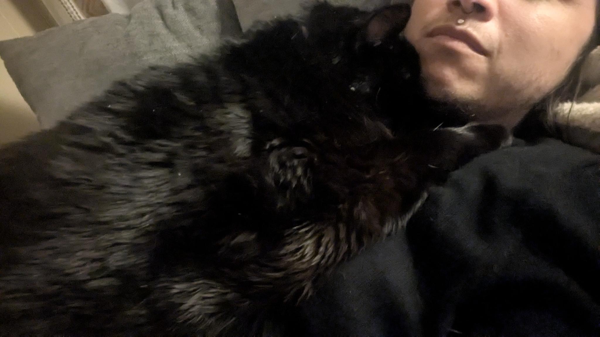 Emotional Support Kitty Needs Surgery! campaign photo, 4 of 7