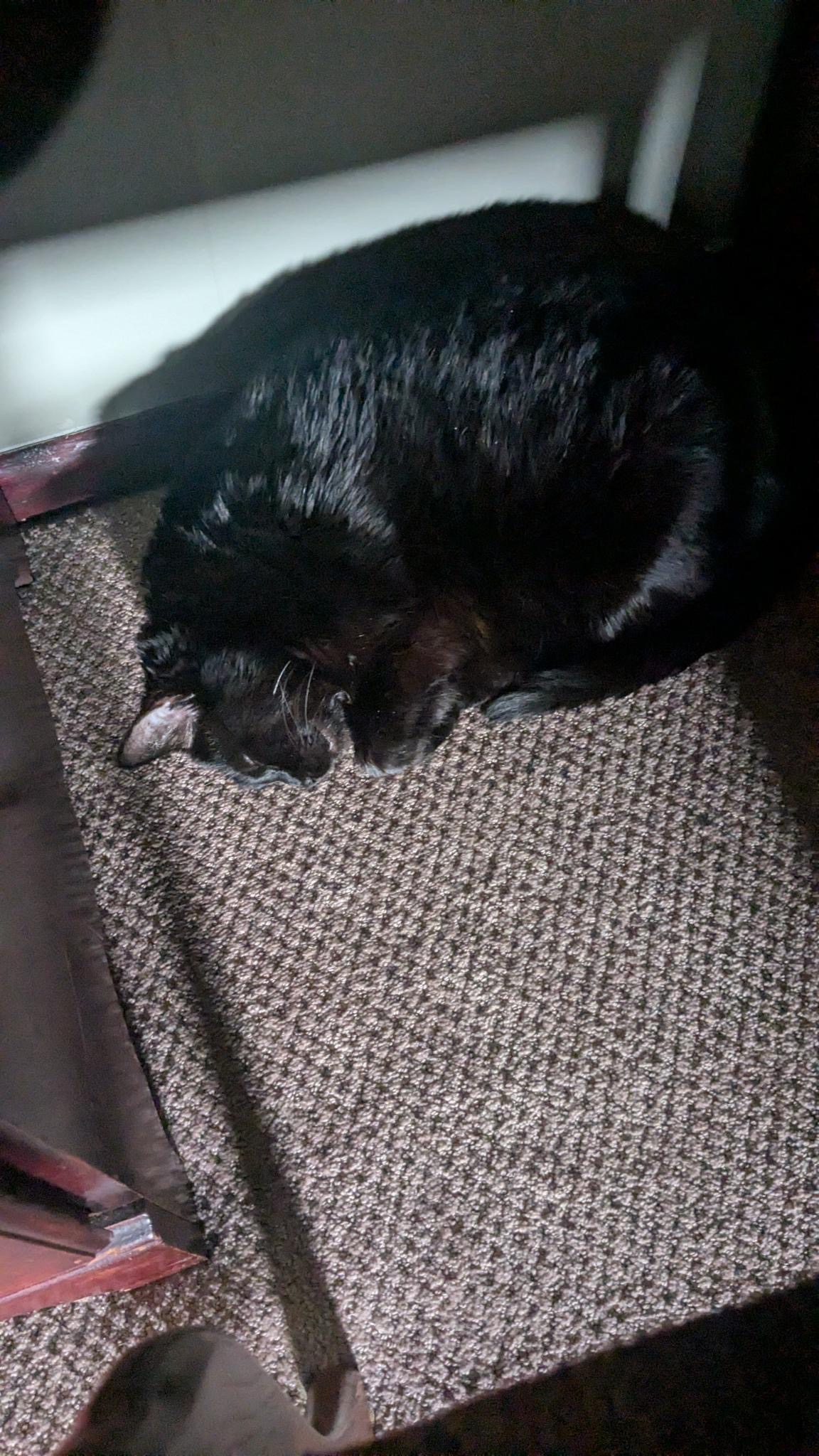 Emotional Support Kitty Needs Surgery! campaign photo, 2 of 7