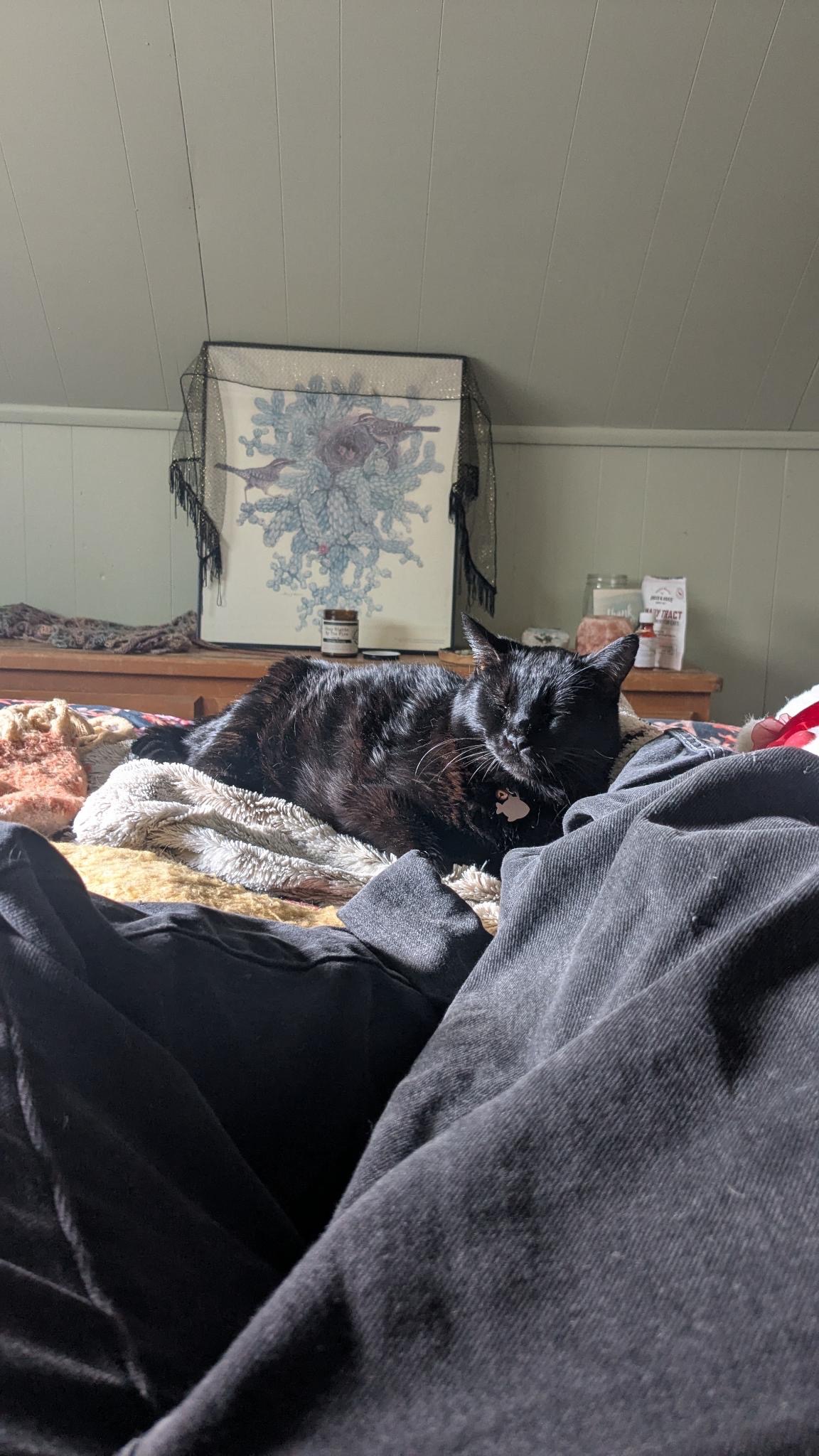 Emotional Support Kitty Needs Surgery! campaign photo, 5 of 7