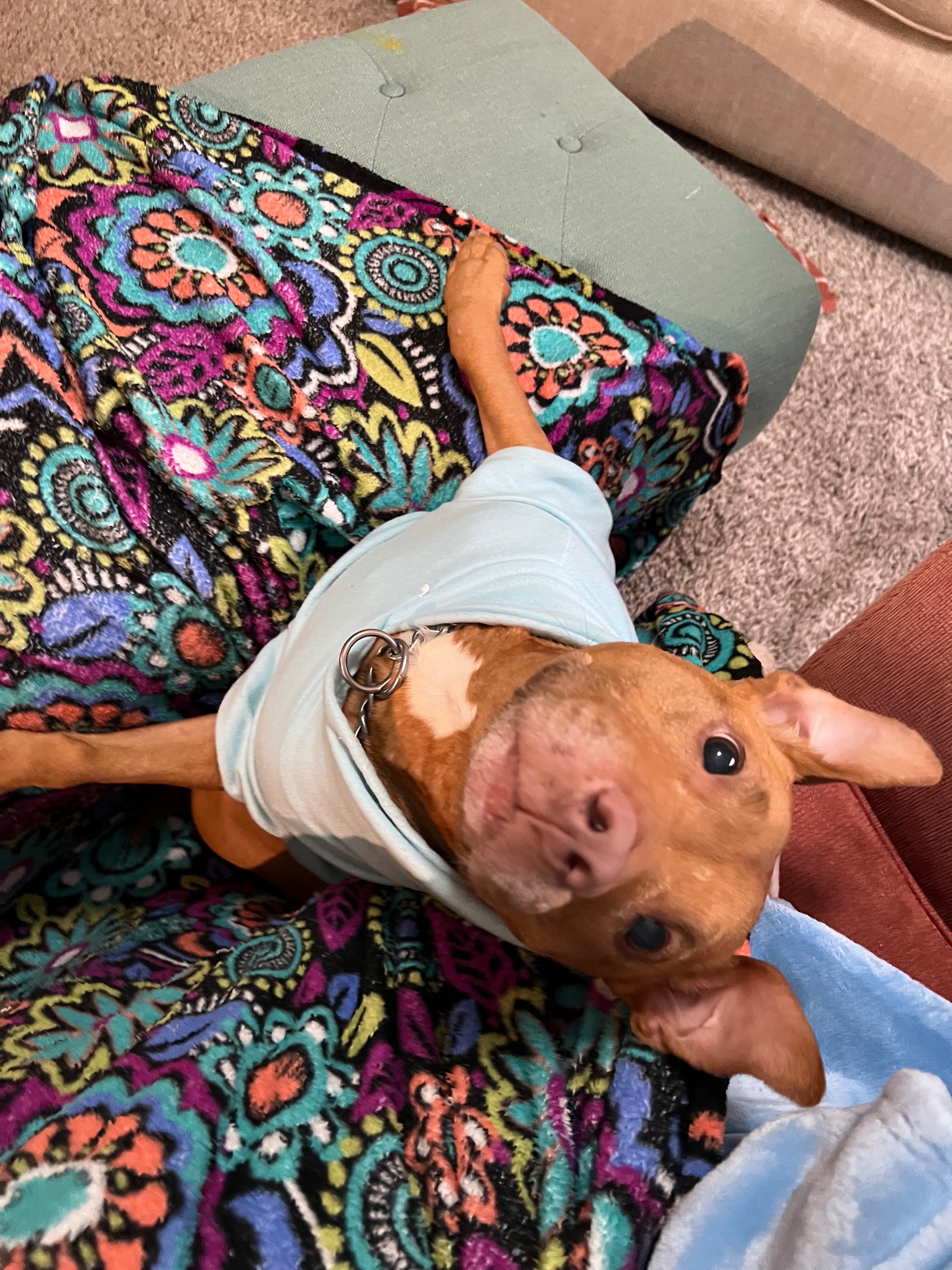 Donate to Save Skye's Life campaign photo, 2 of 8