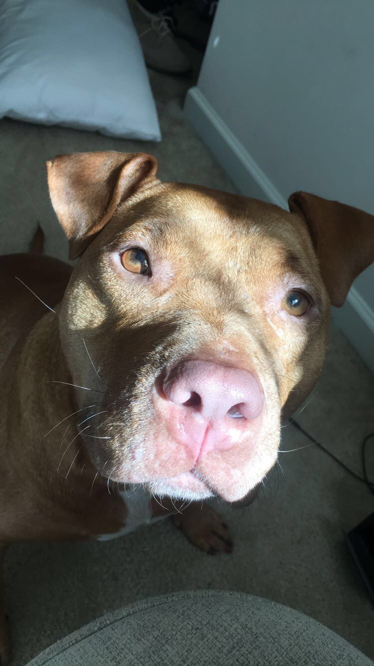 Donate to Save Skye's Life campaign photo, 5 of 8