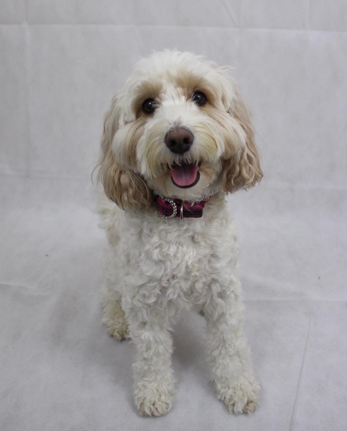 Surgery for Lily; Let’s Get Her Back on All Fours! campaign photo, 2 of 4