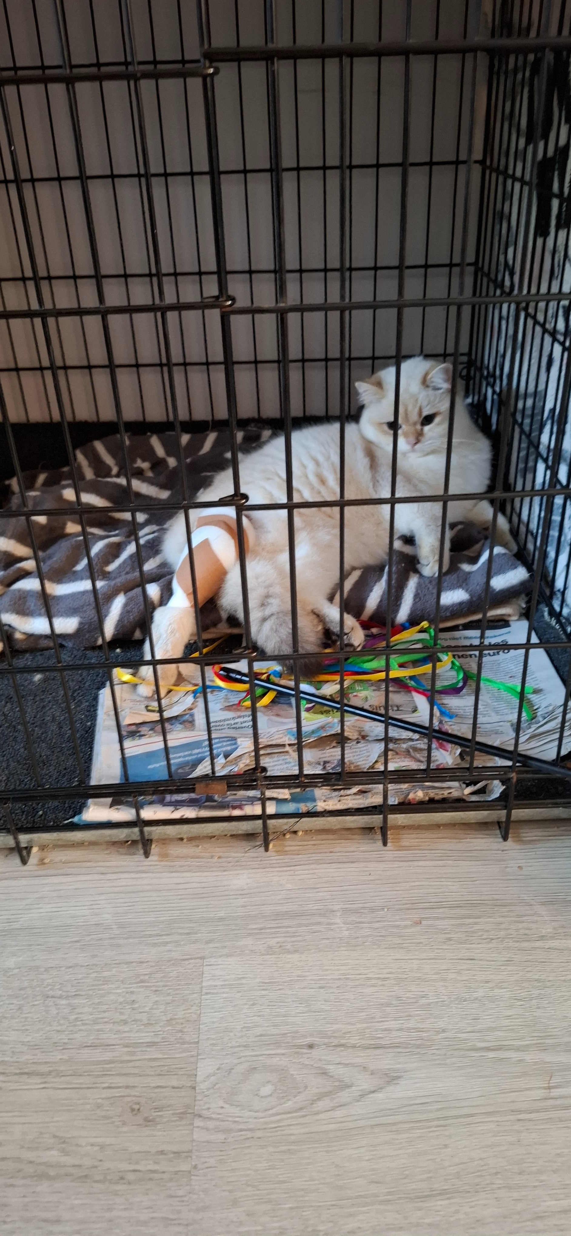 Help mijn kat dat hij geopereerd kan worden let op update campaign photo, 6 of 7
