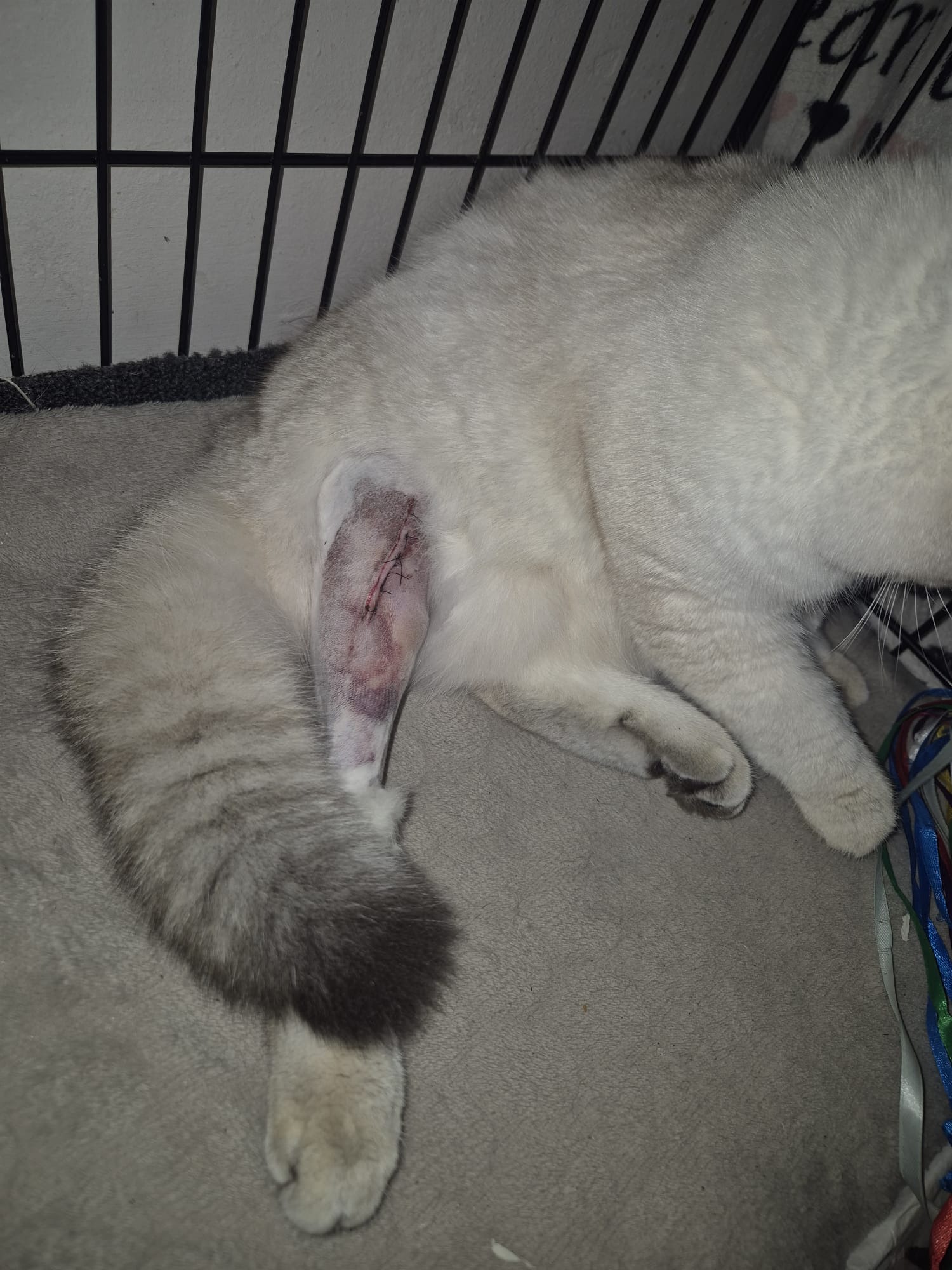 Help mijn kat dat hij geopereerd kan worden let op update campaign photo, 2 of 7