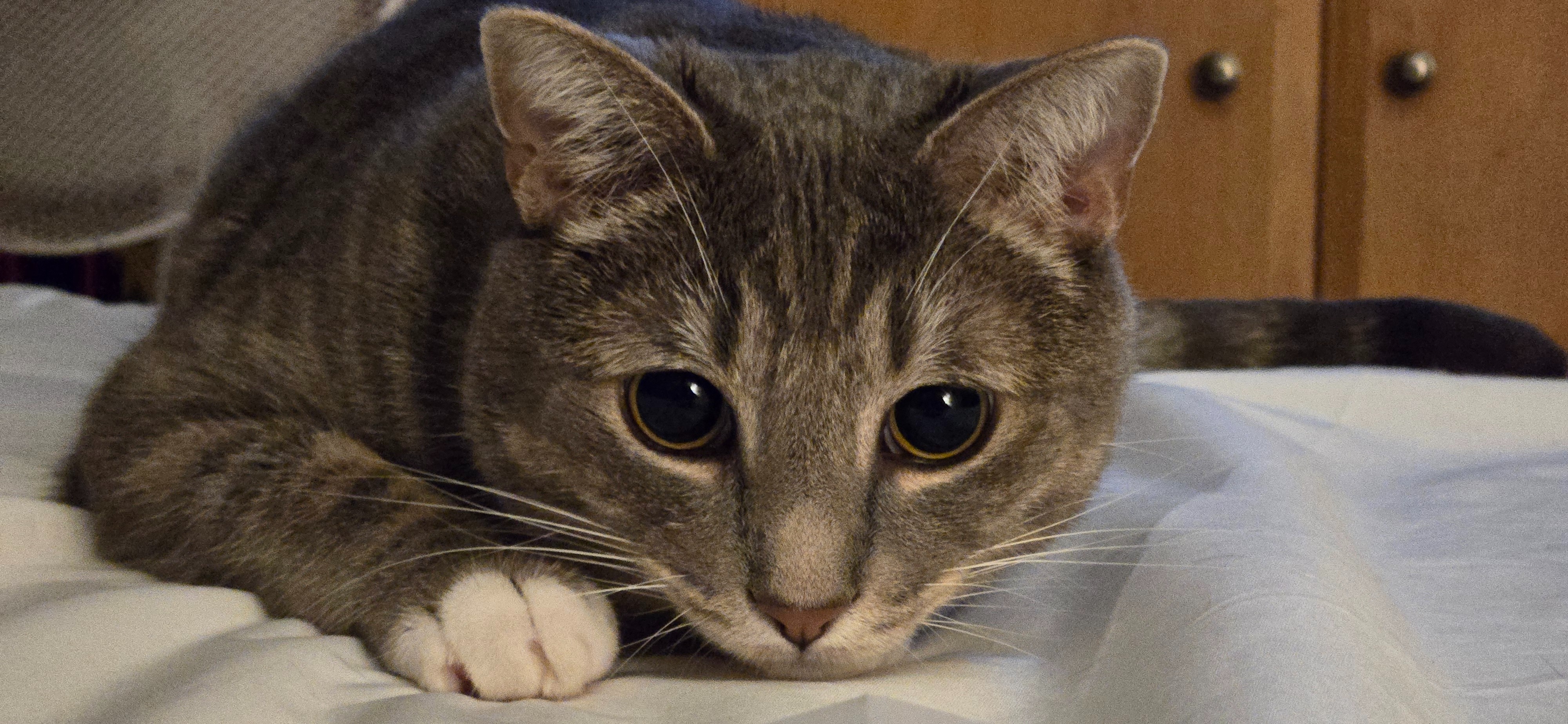 Donate to Save Miko's Life and Health campaign photo, 7 of 8