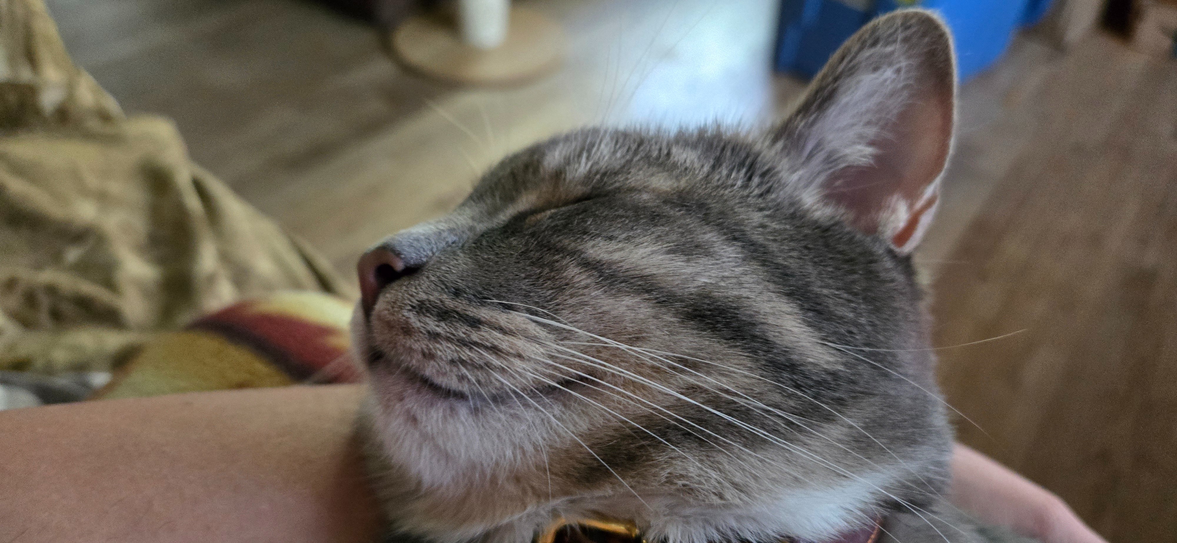 Donate to Save Miko's Life and Health campaign photo, 2 of 8