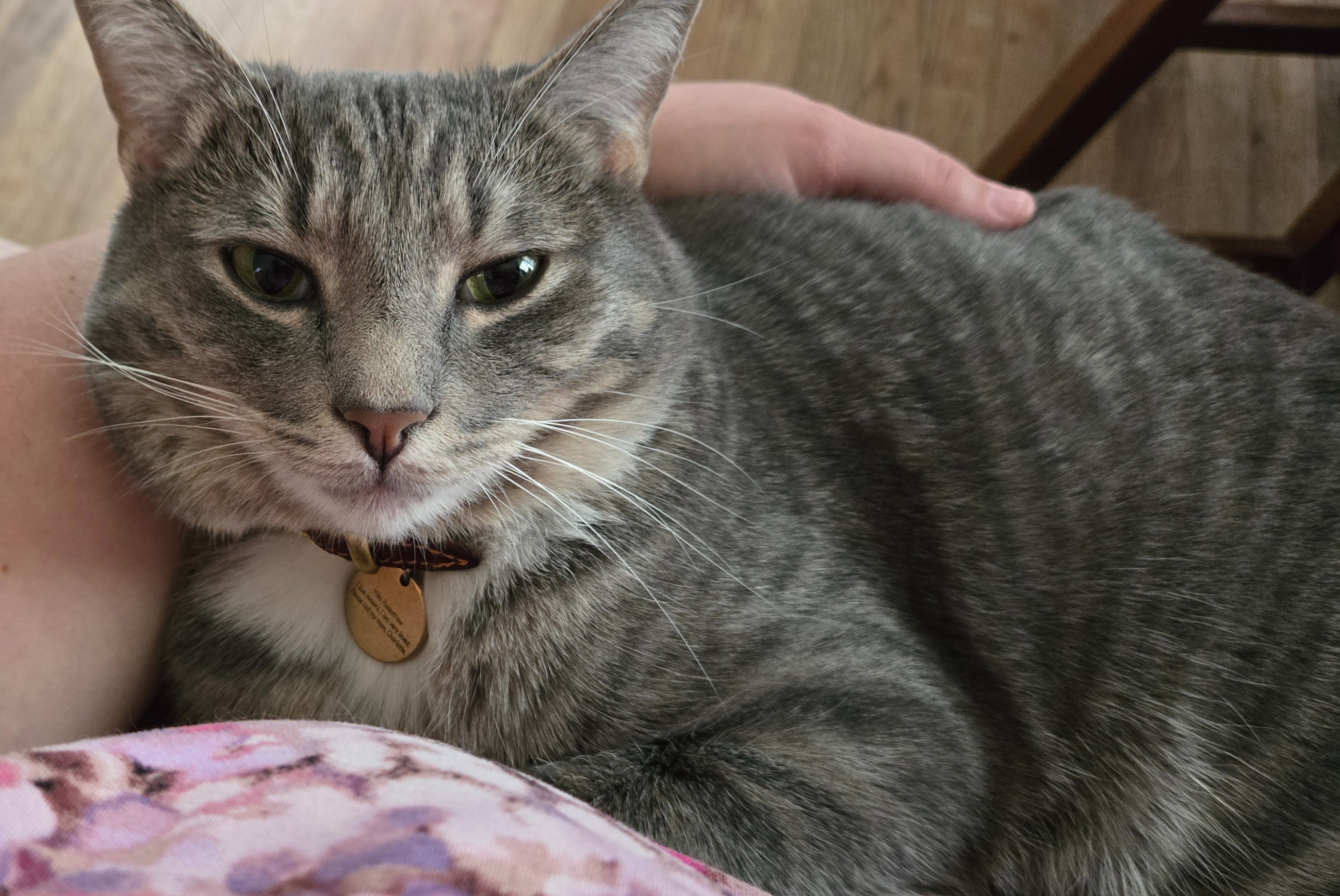 Donate to Save Miko's Life and Health campaign photo, 4 of 8