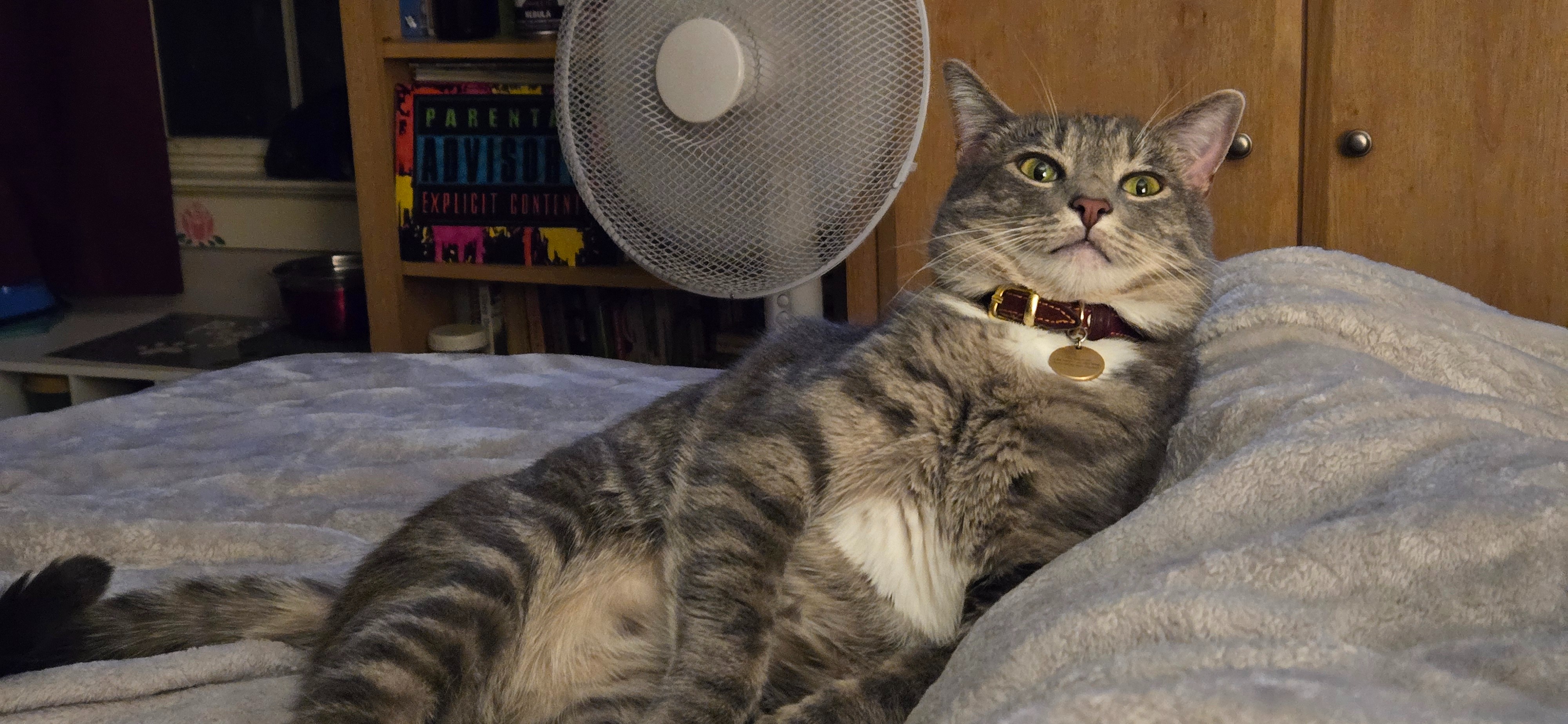Donate to Save Miko's Life and Health campaign photo, 5 of 8