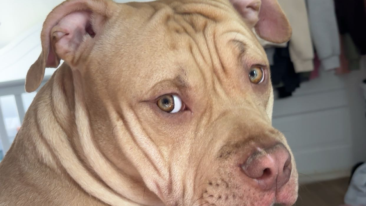 Donate to Save Rocky's Life-Saving Surgery