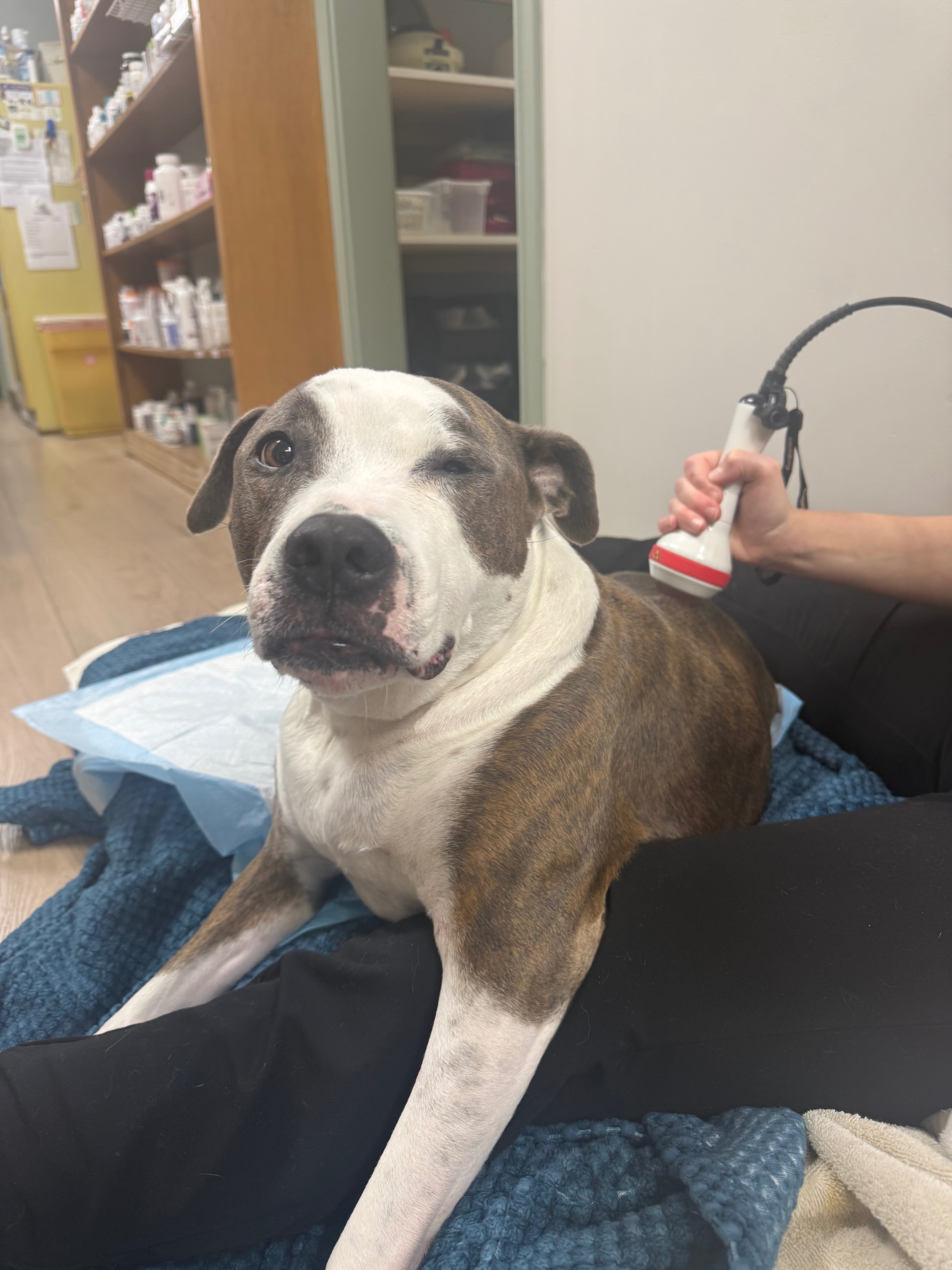 Help Ace Walk Again: Surgery for IVDD Paralysis campaign photo, 7 of 8