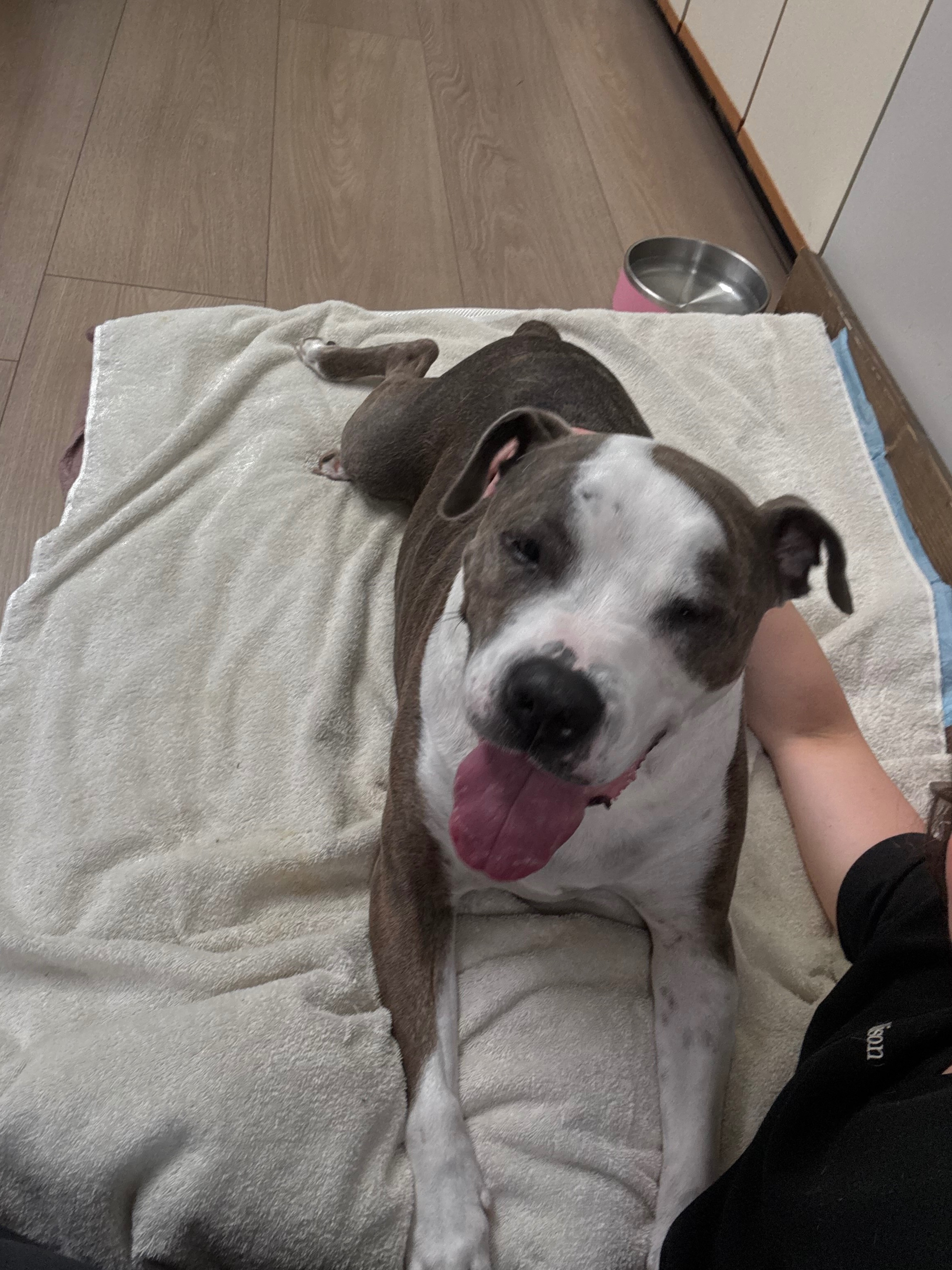 Help Ace Walk Again: Surgery for IVDD Paralysis campaign photo, 2 of 8