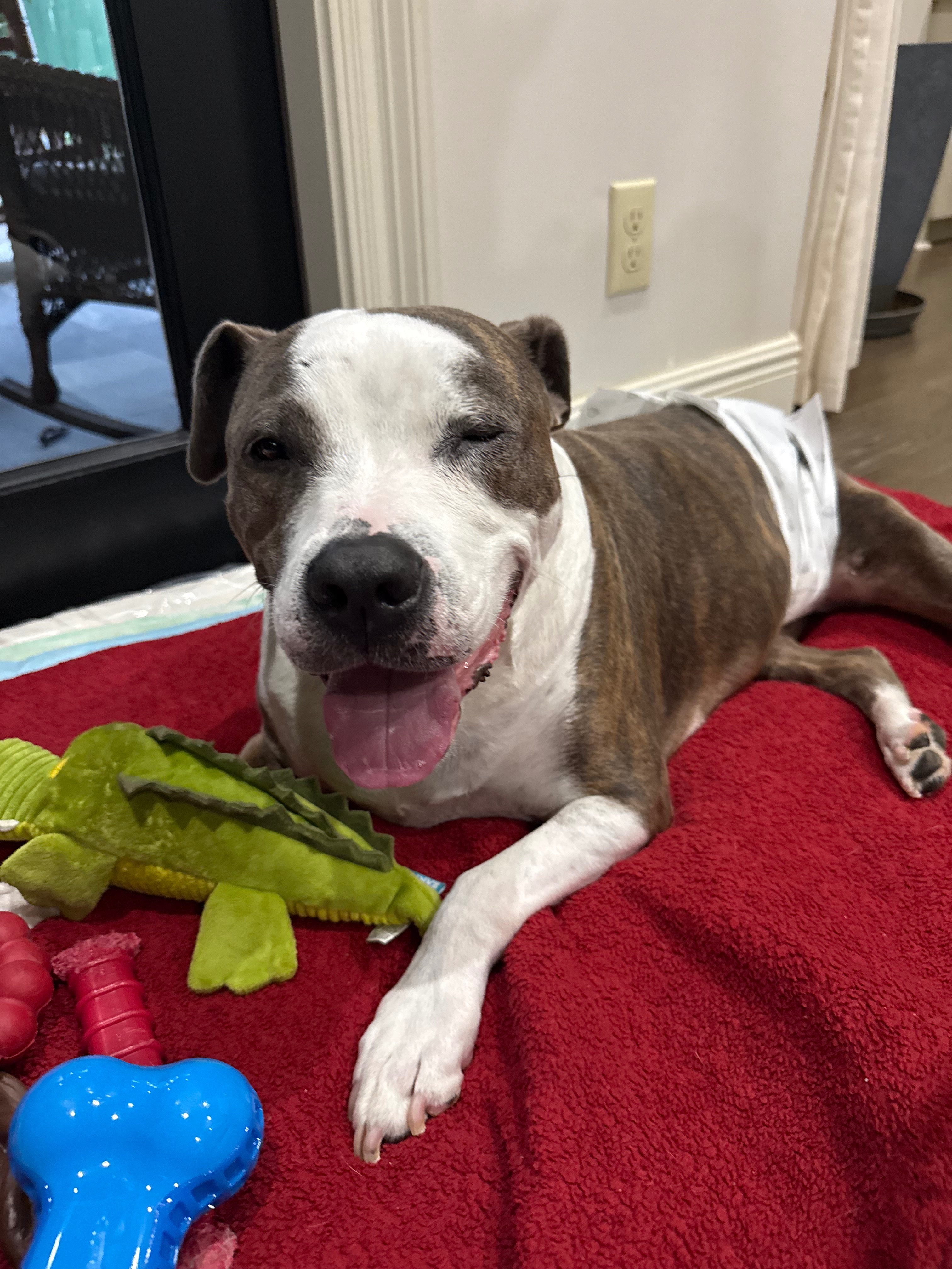 Help Ace Walk Again: Surgery for IVDD Paralysis campaign photo, 4 of 8