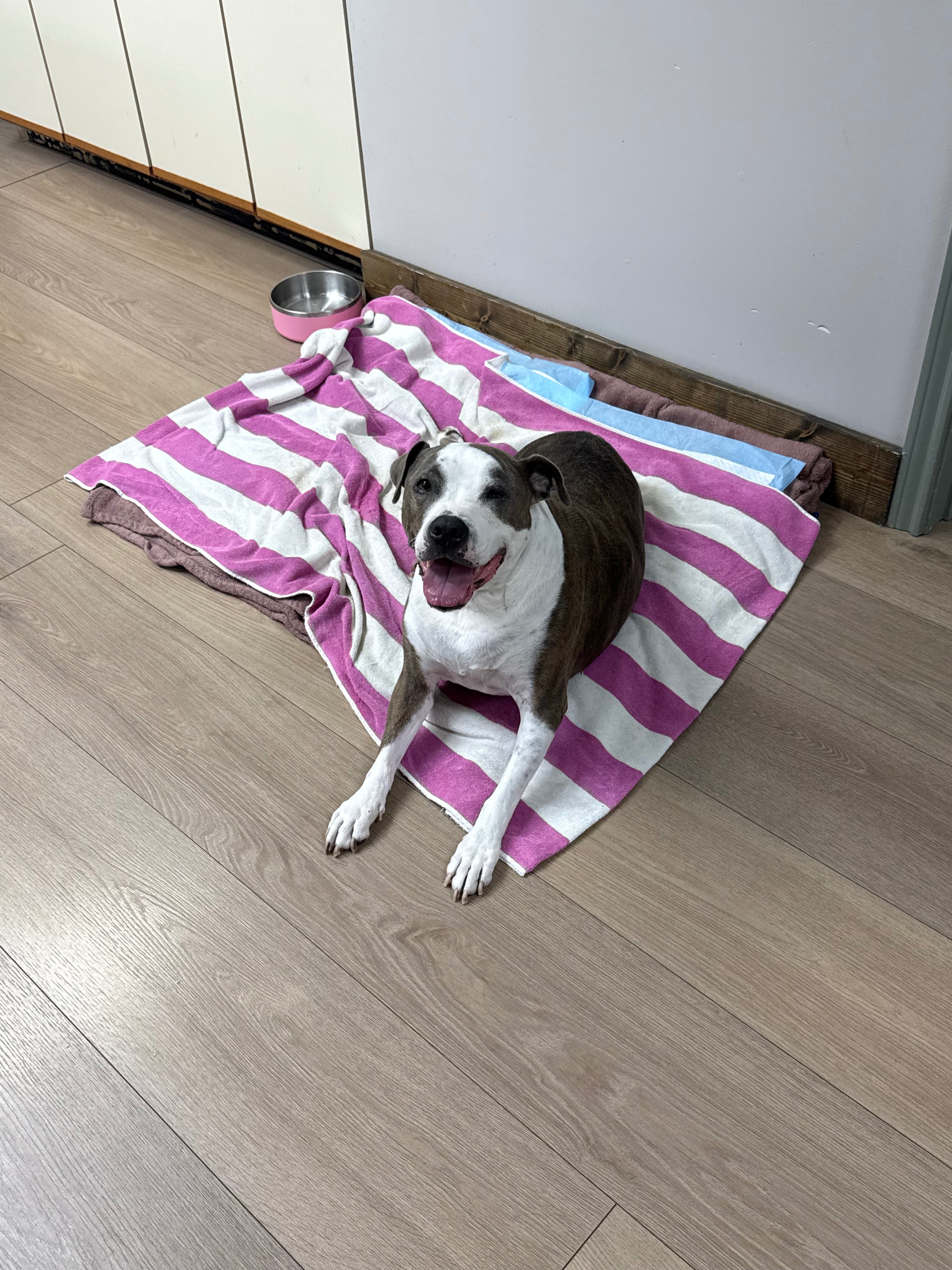 Help Ace Walk Again: Surgery for IVDD Paralysis campaign photo, 5 of 8