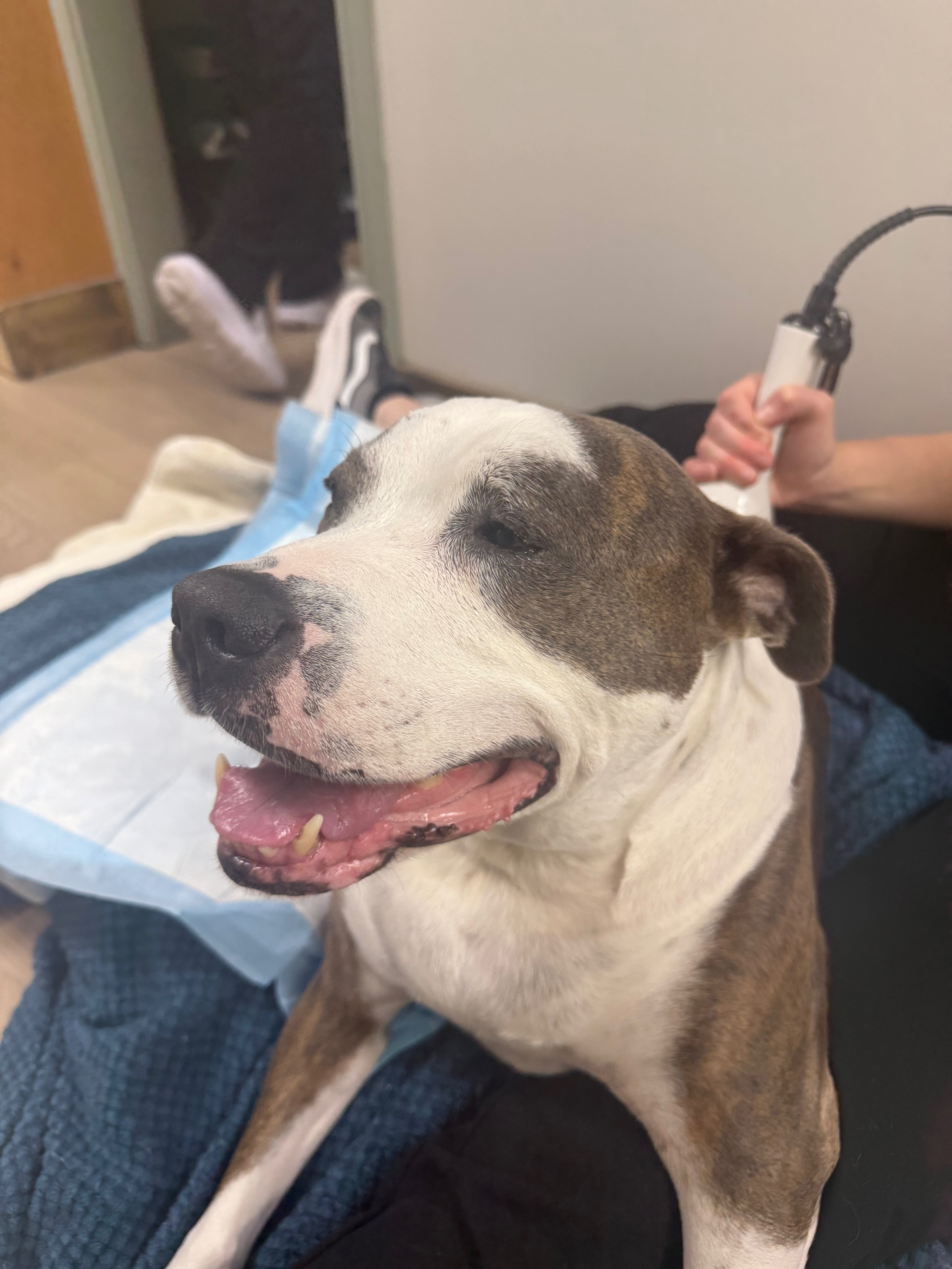 Help Ace Walk Again: Surgery for IVDD Paralysis campaign photo, 6 of 8