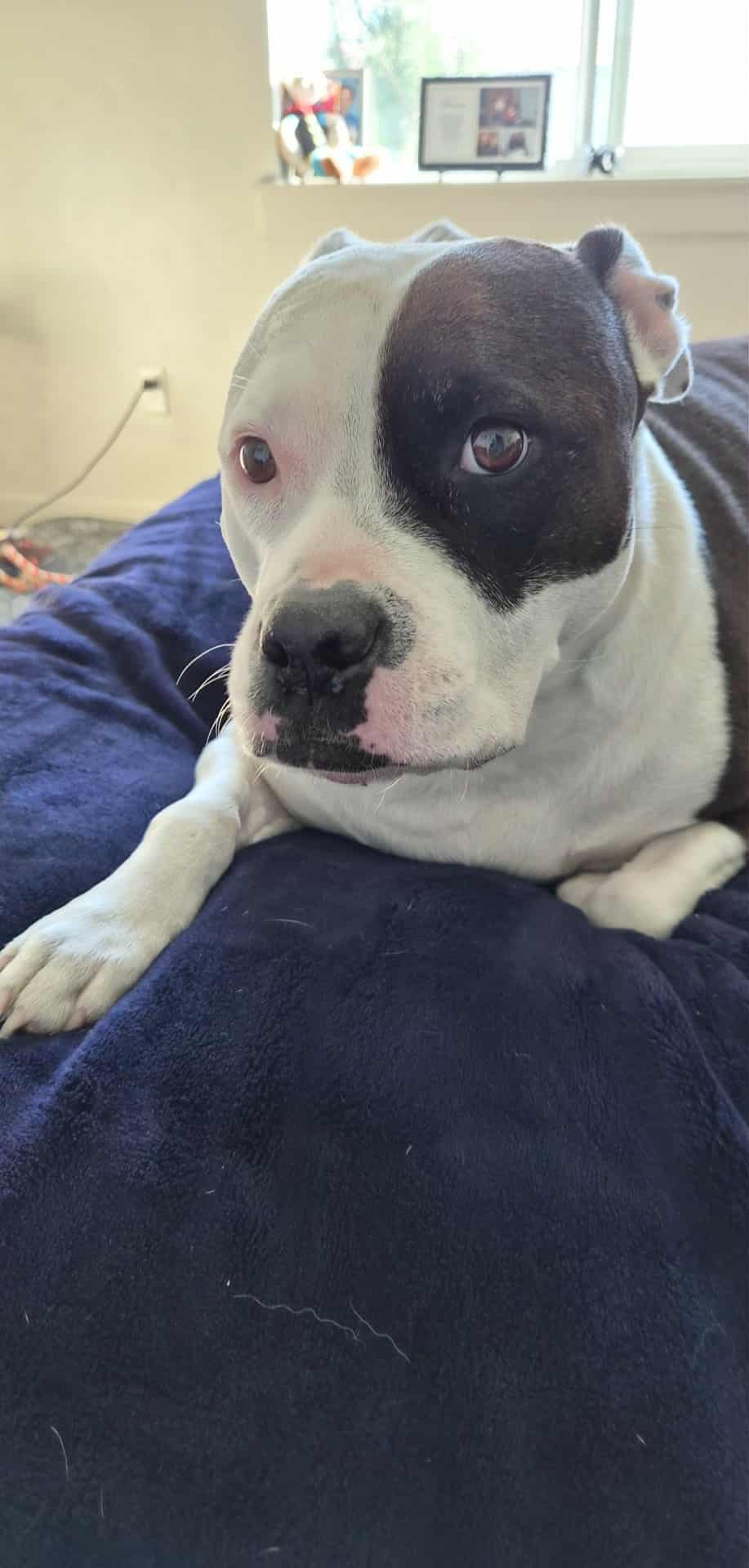 Donate to Save Happy, Tom's Beloved Service Dog campaign photo, 6 of 6