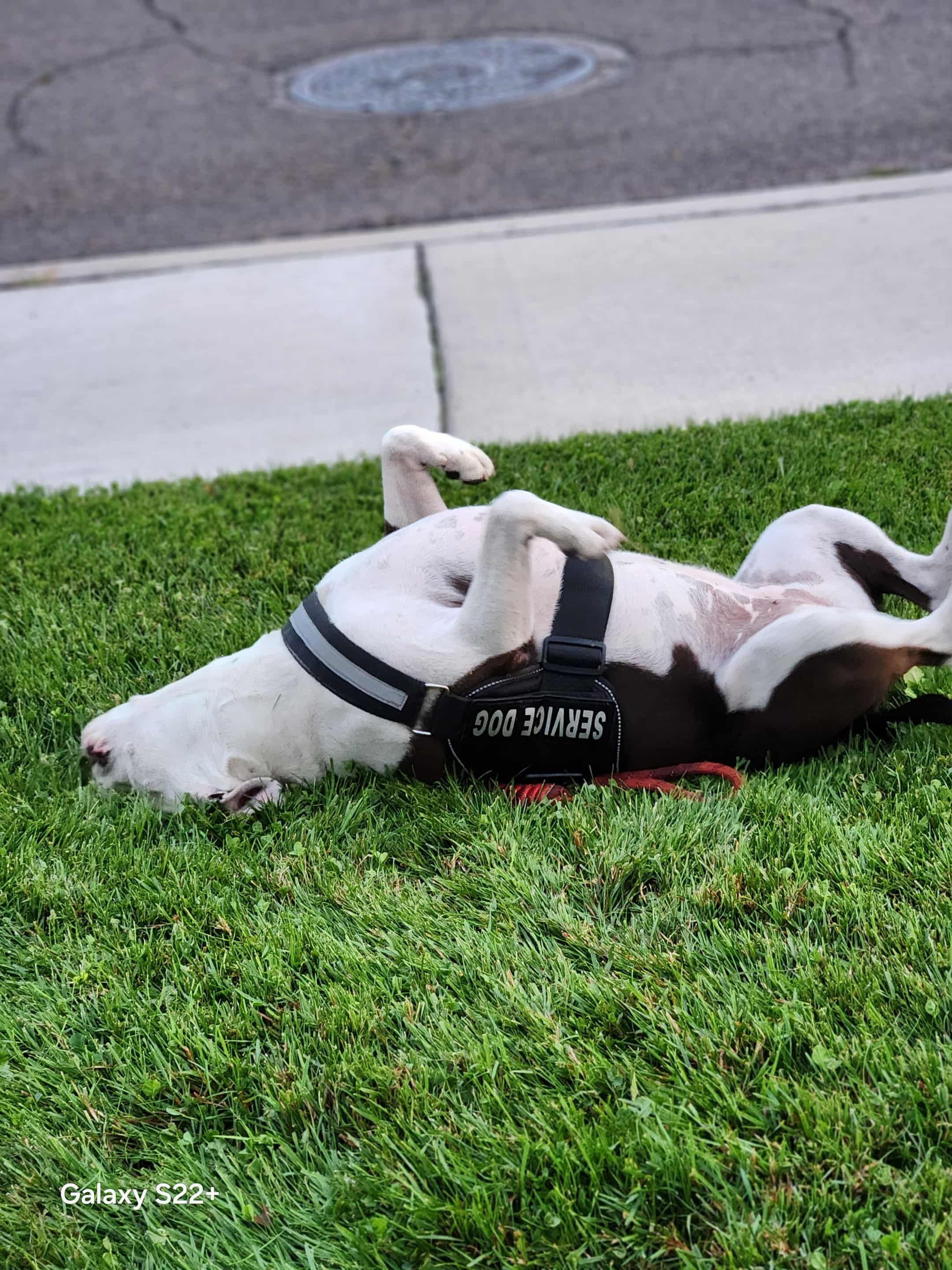Donate to Save Happy, Tom's Beloved Service Dog campaign photo, 2 of 6