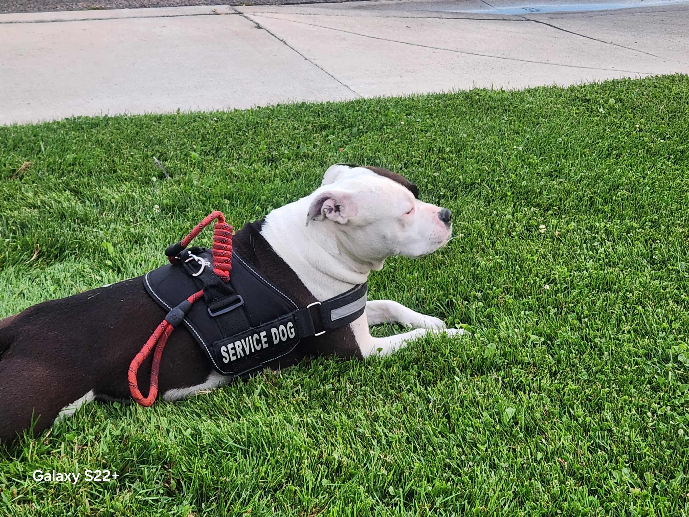 Donate to Save Happy, Tom's Beloved Service Dog campaign photo, 4 of 6