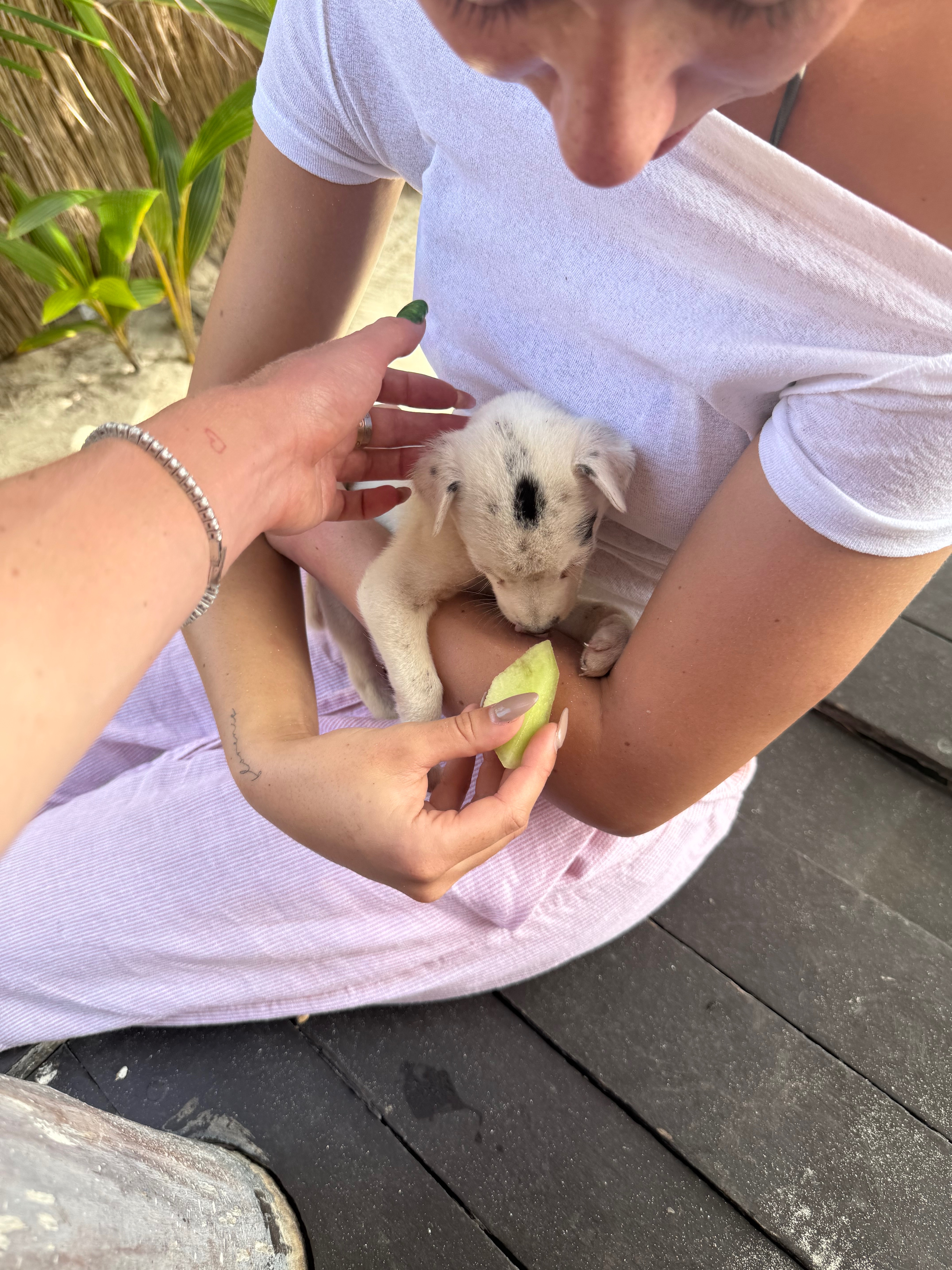 Help save coconut! campaign photo, 2 of 4