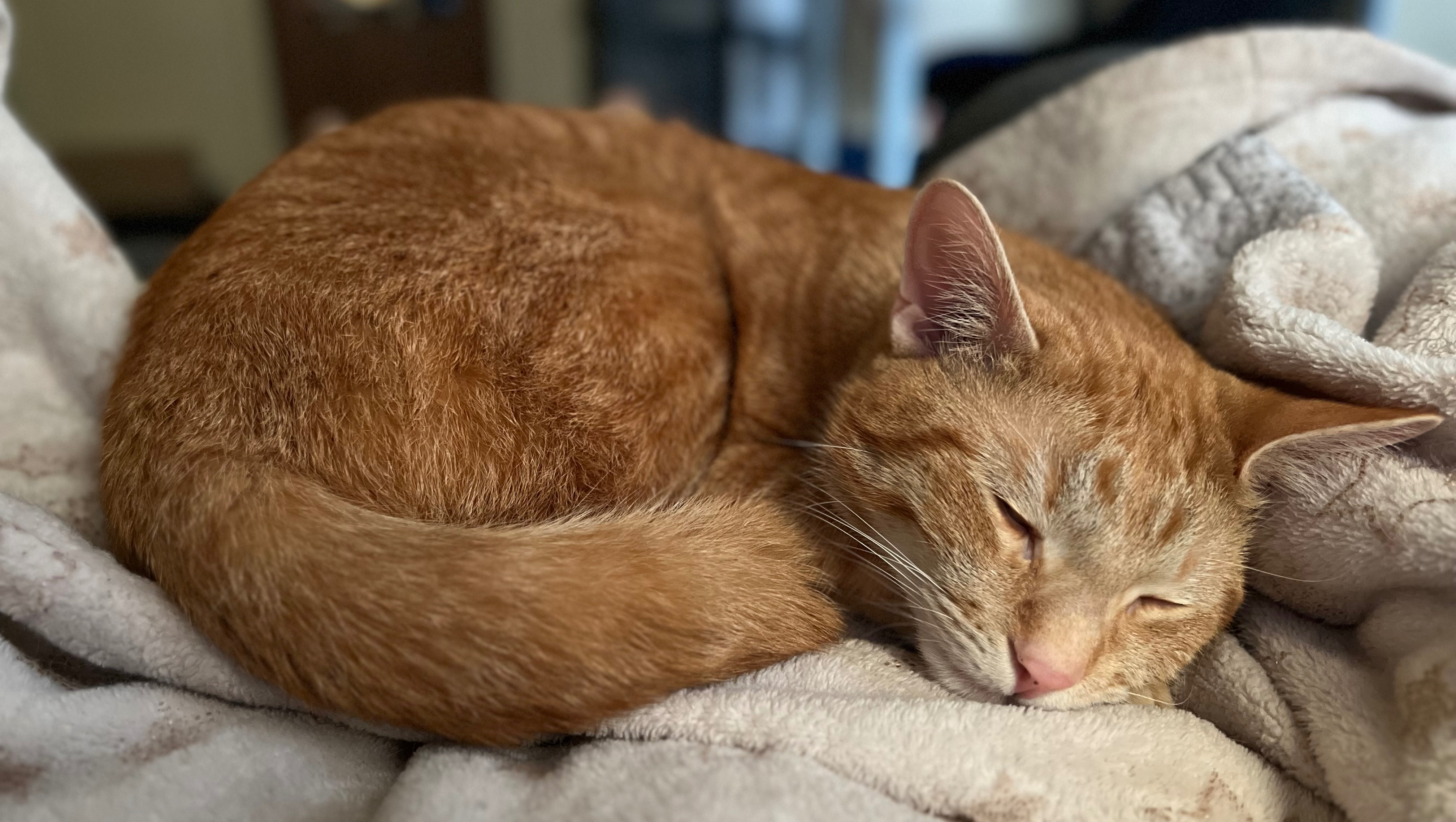 Support Comet's Vestibular Recovery photo