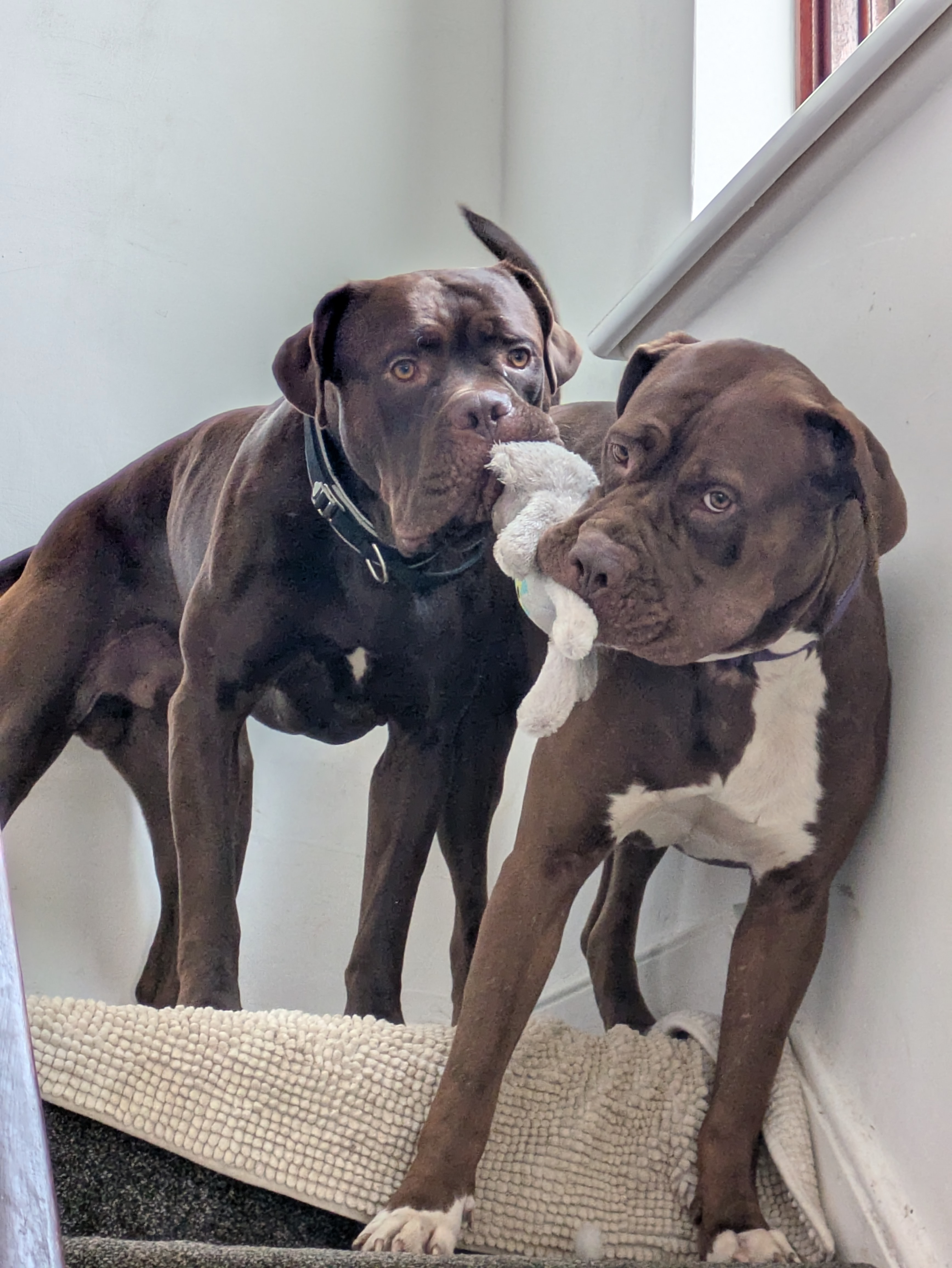 Support for Mastiff Cross Fosters campaign photo, 7 of 8