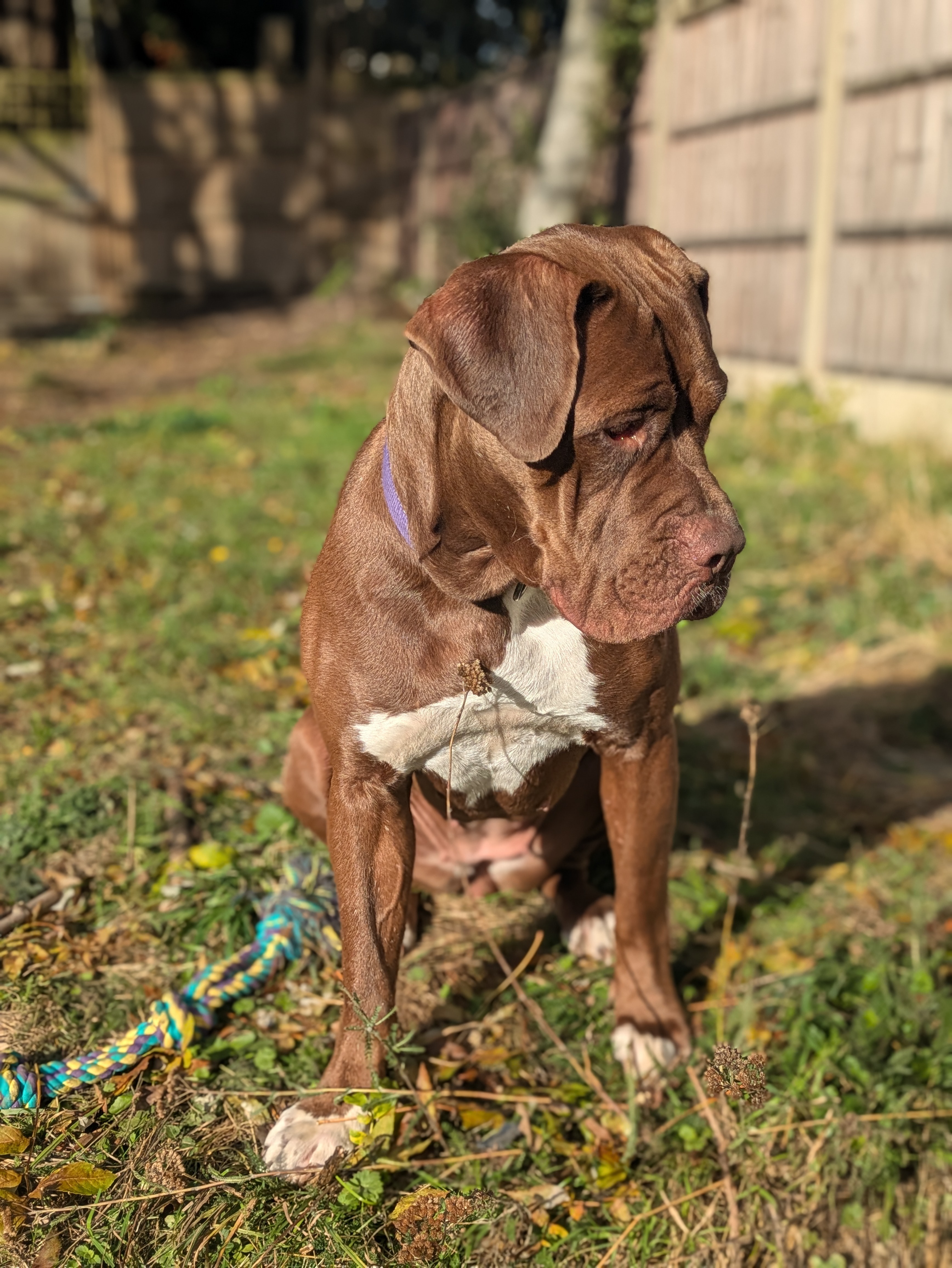 Support for Mastiff Cross Fosters campaign photo, 2 of 8