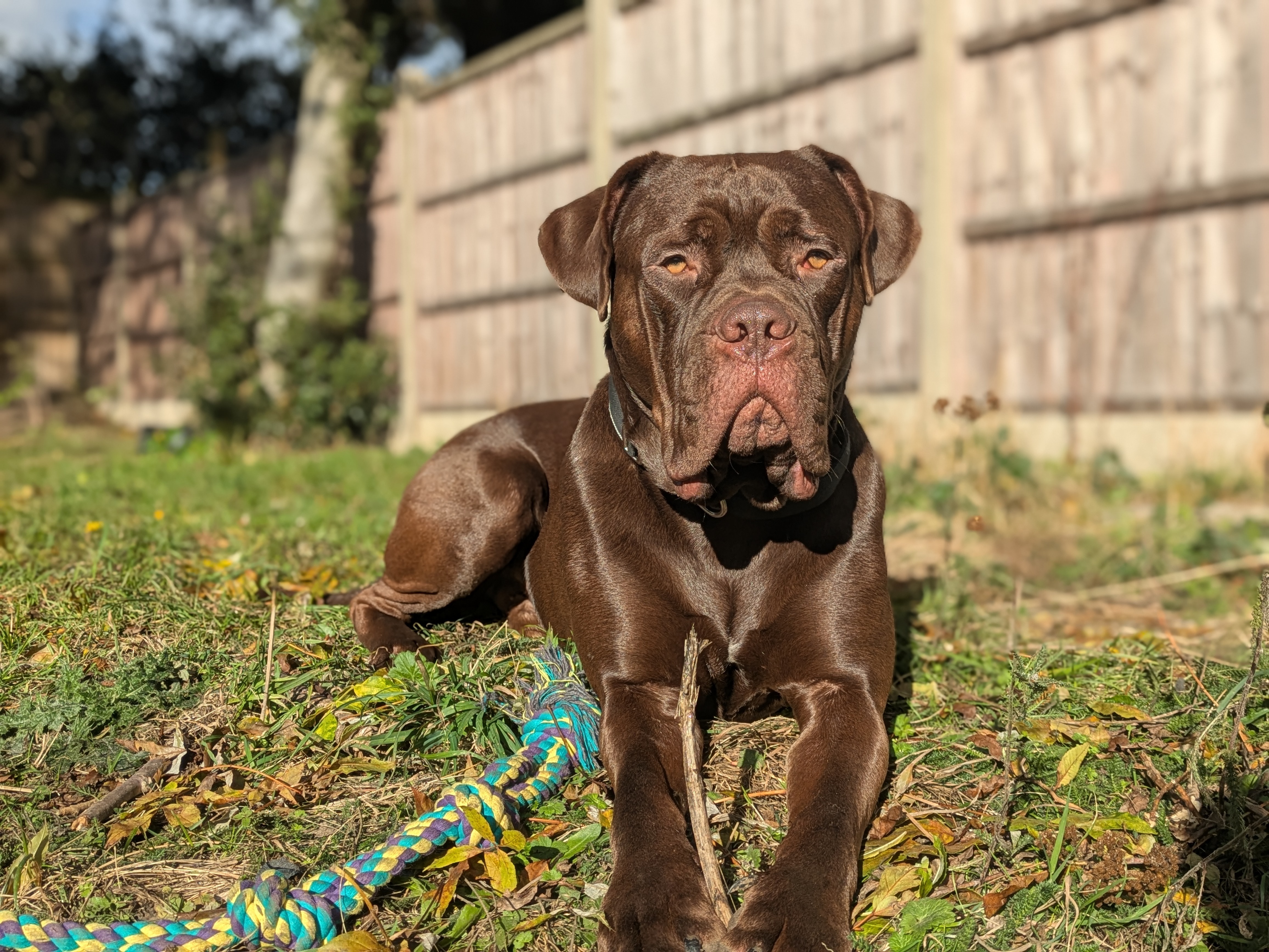 Support for Mastiff Cross Fosters campaign photo, 4 of 8
