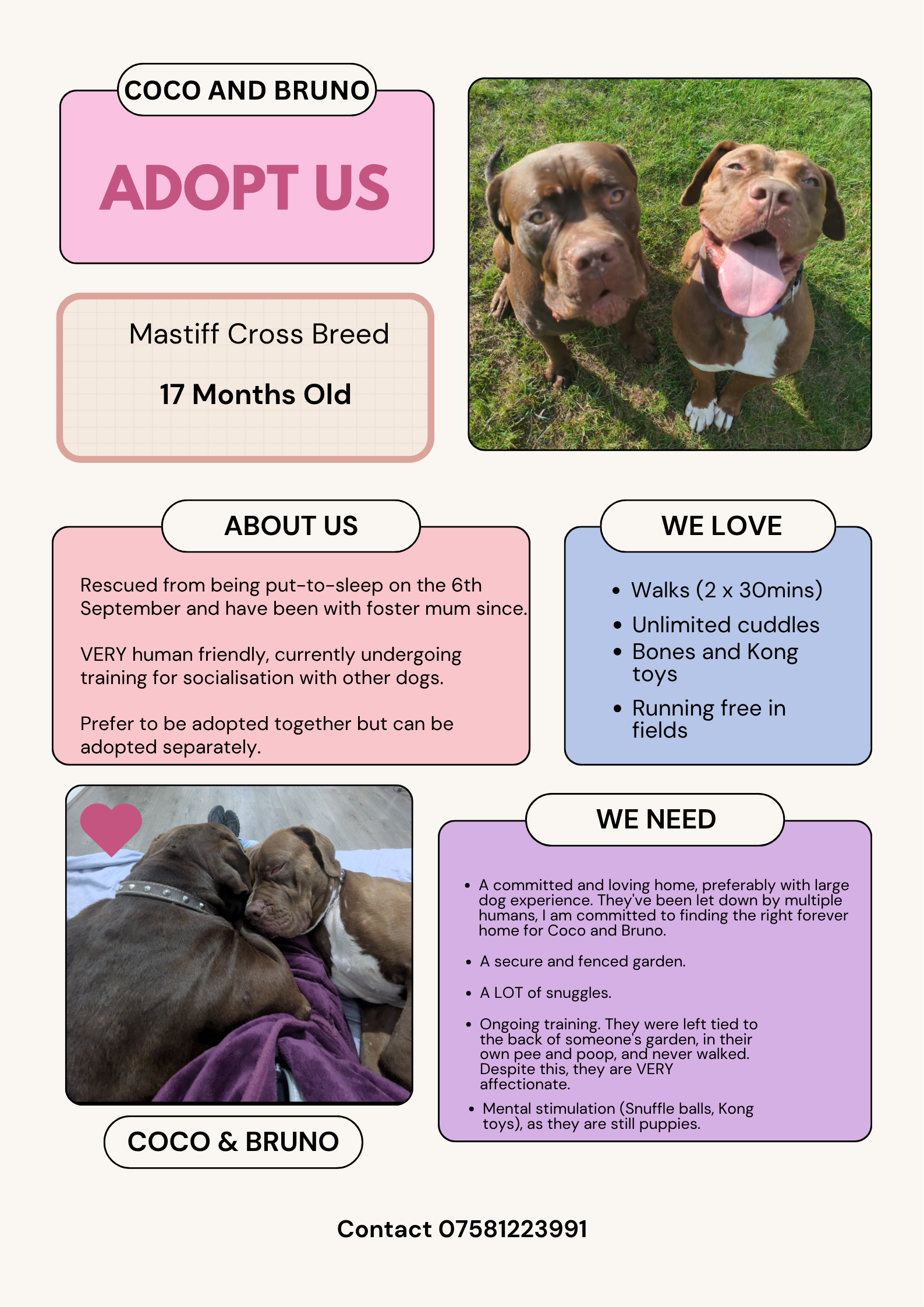 Support for Mastiff Cross Fosters campaign photo, 5 of 8