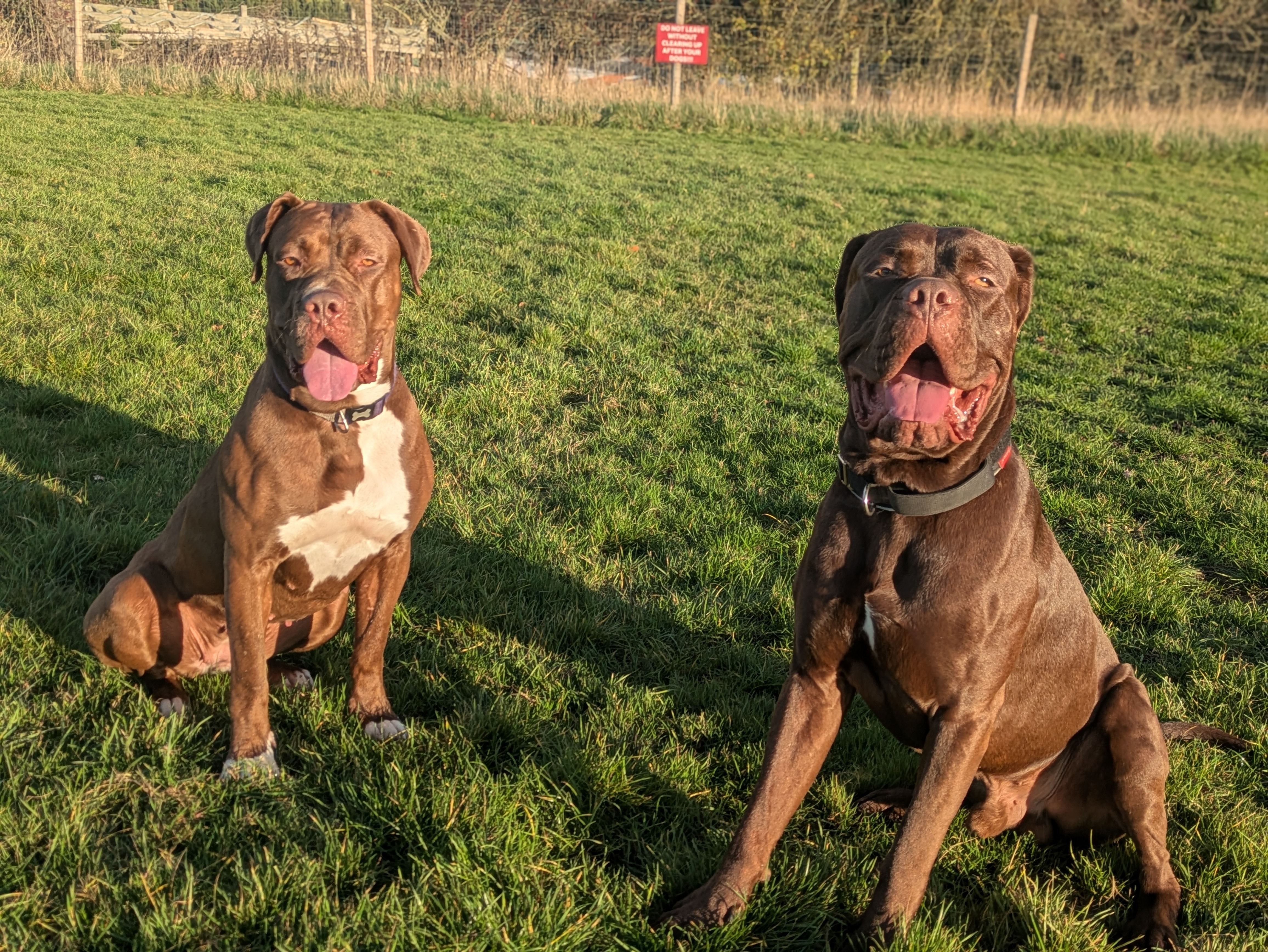 Support for Mastiff Cross Fosters campaign photo, 6 of 8