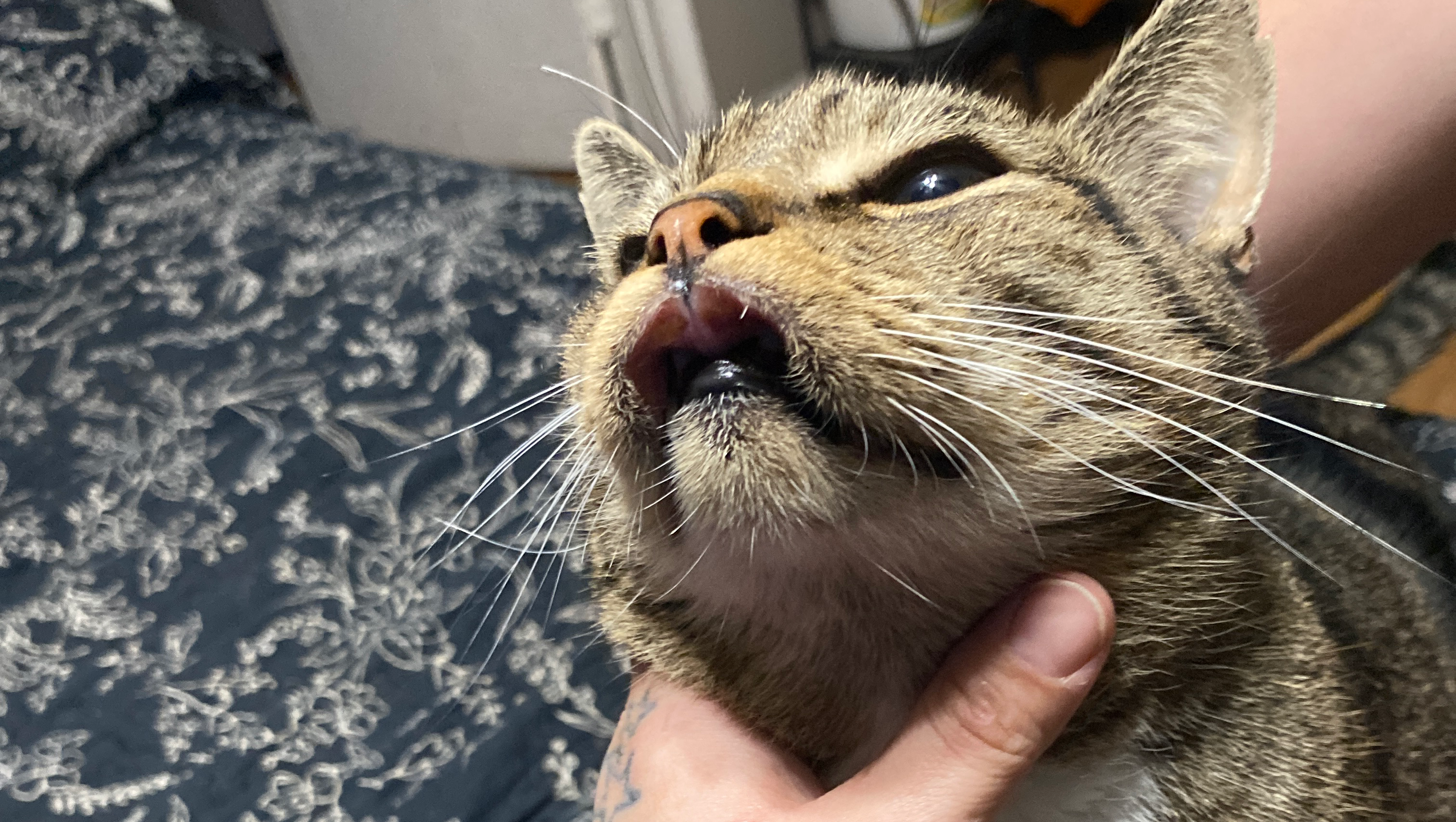 Help Tommy Get the Vet Care He Needs photo