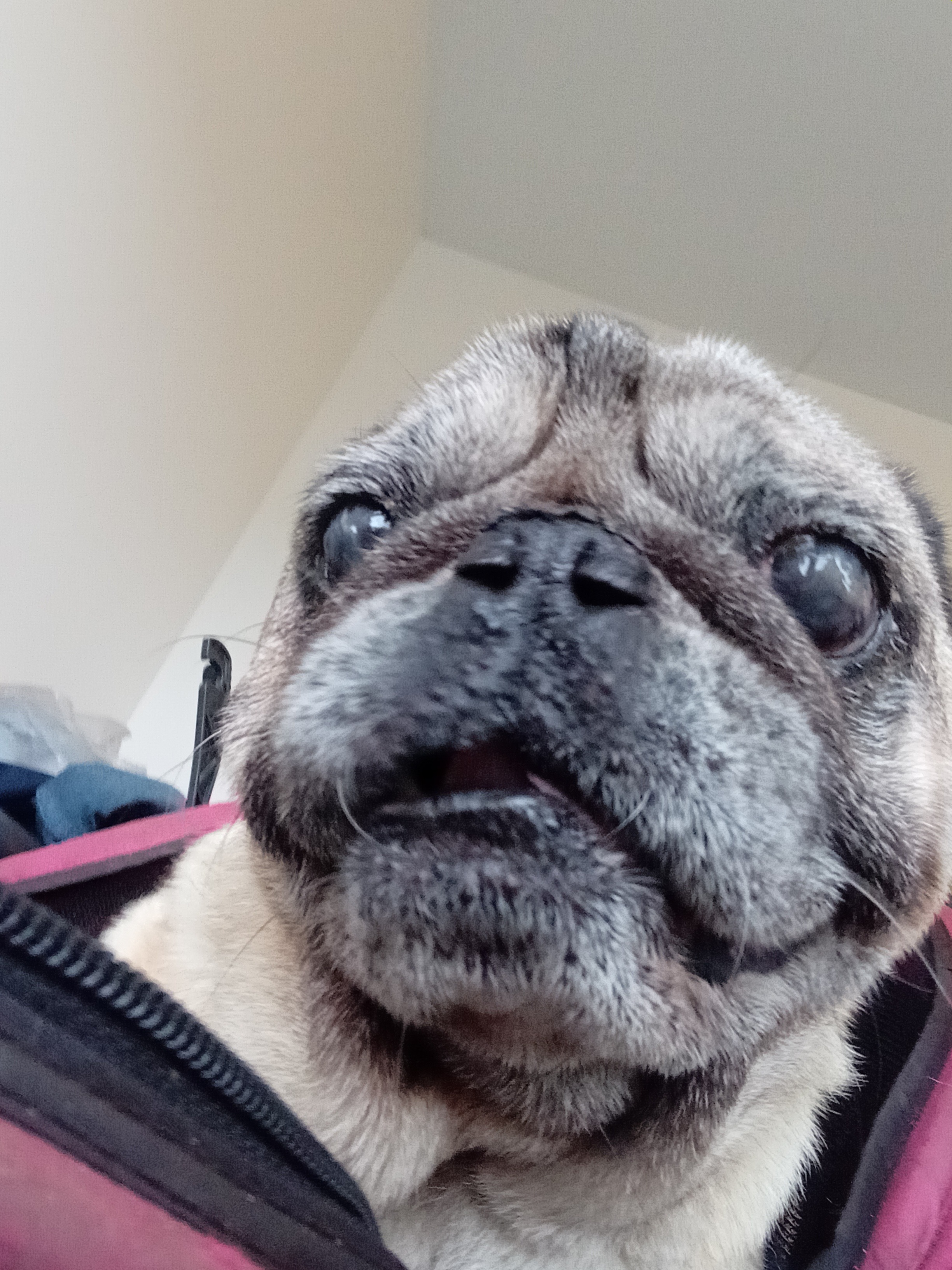 Honoring Ollie: A Lifelong Companion campaign photo, 2 of 6
